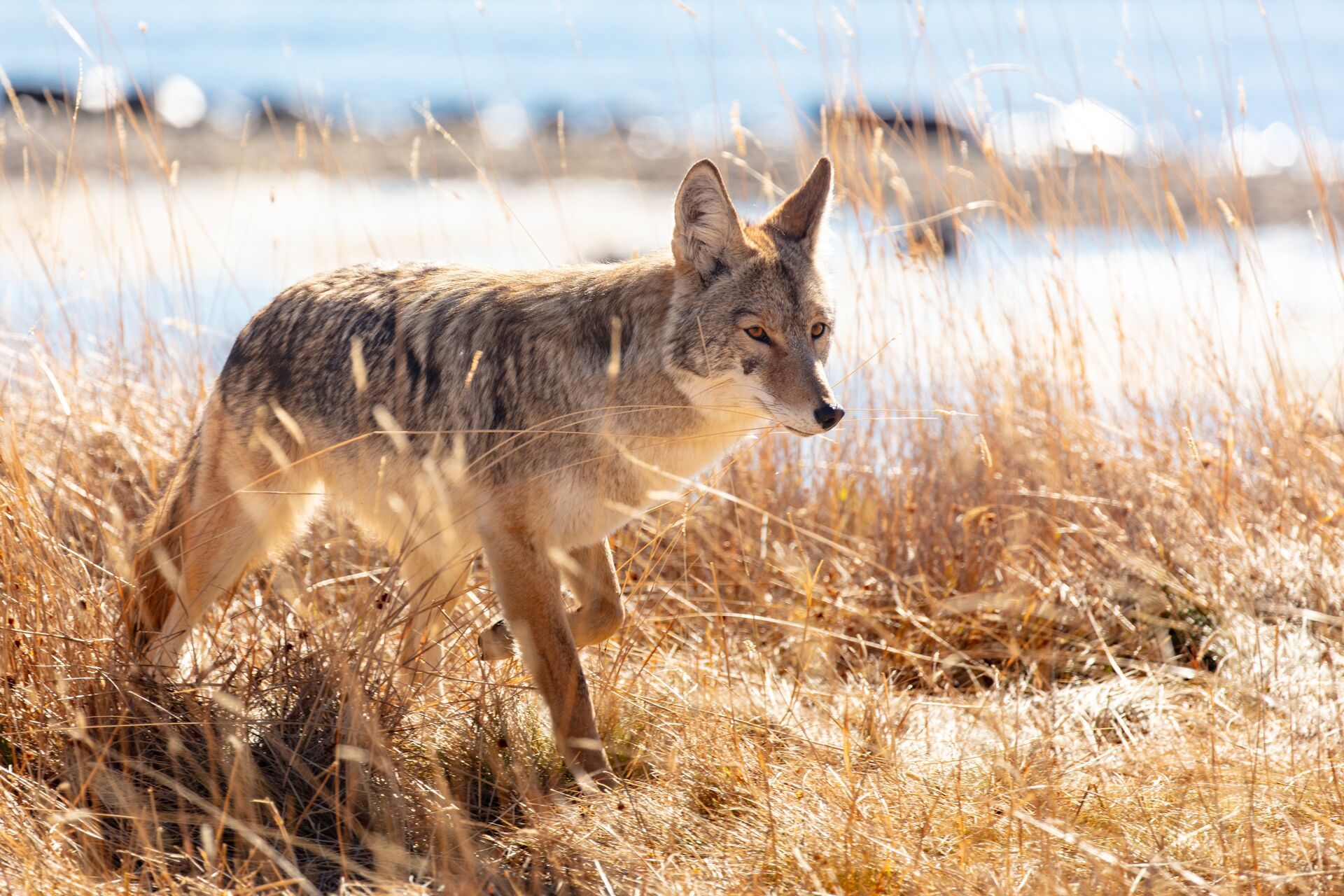 Coyote walks through tall brush, legal coyote hunting methods concept.