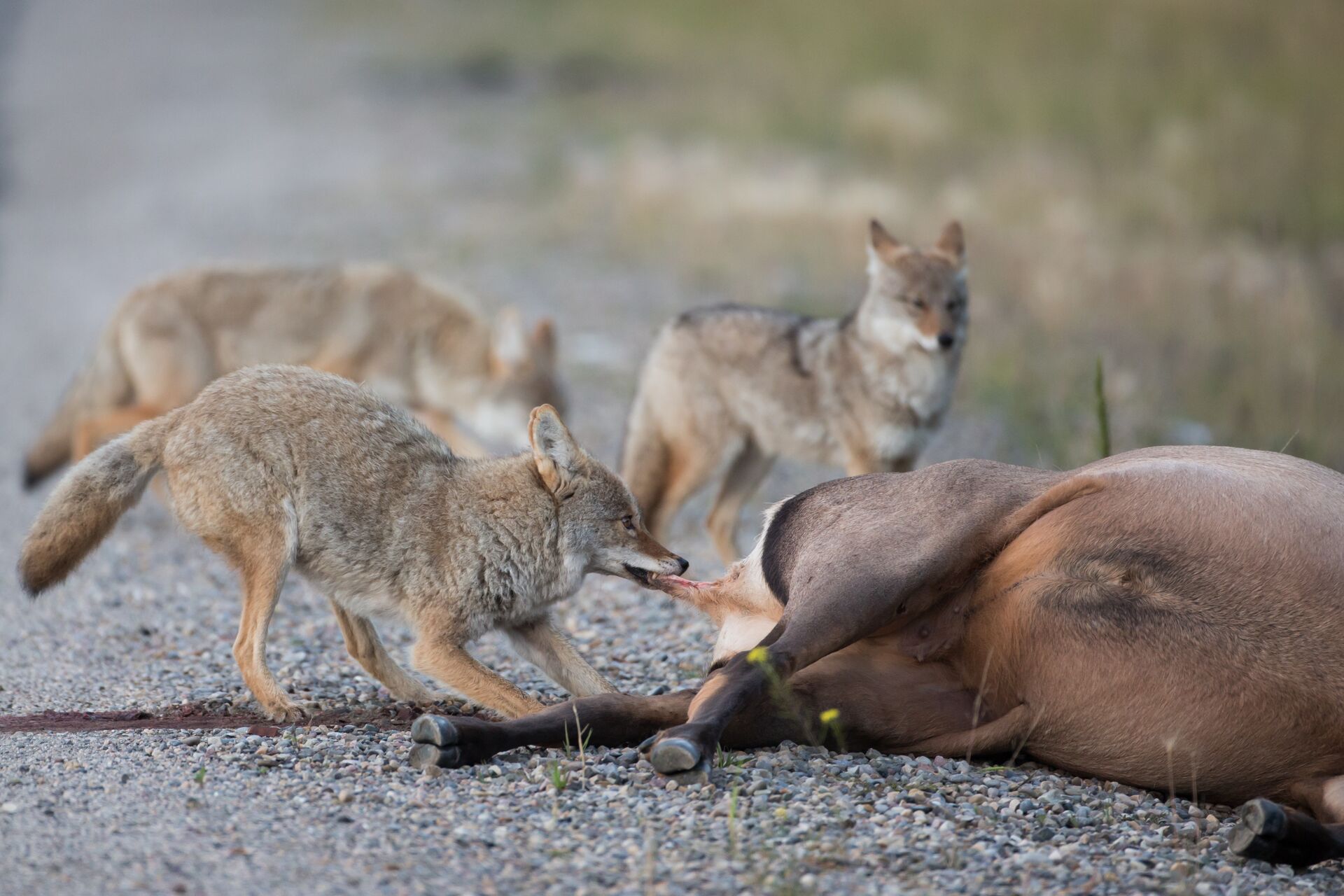 Several coyotes circle a dead animal on the side of a road. 