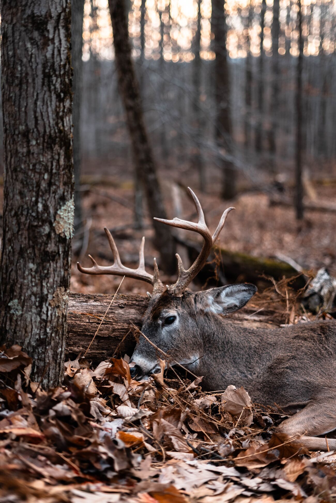 A deer buck on the ground before field dressing. 