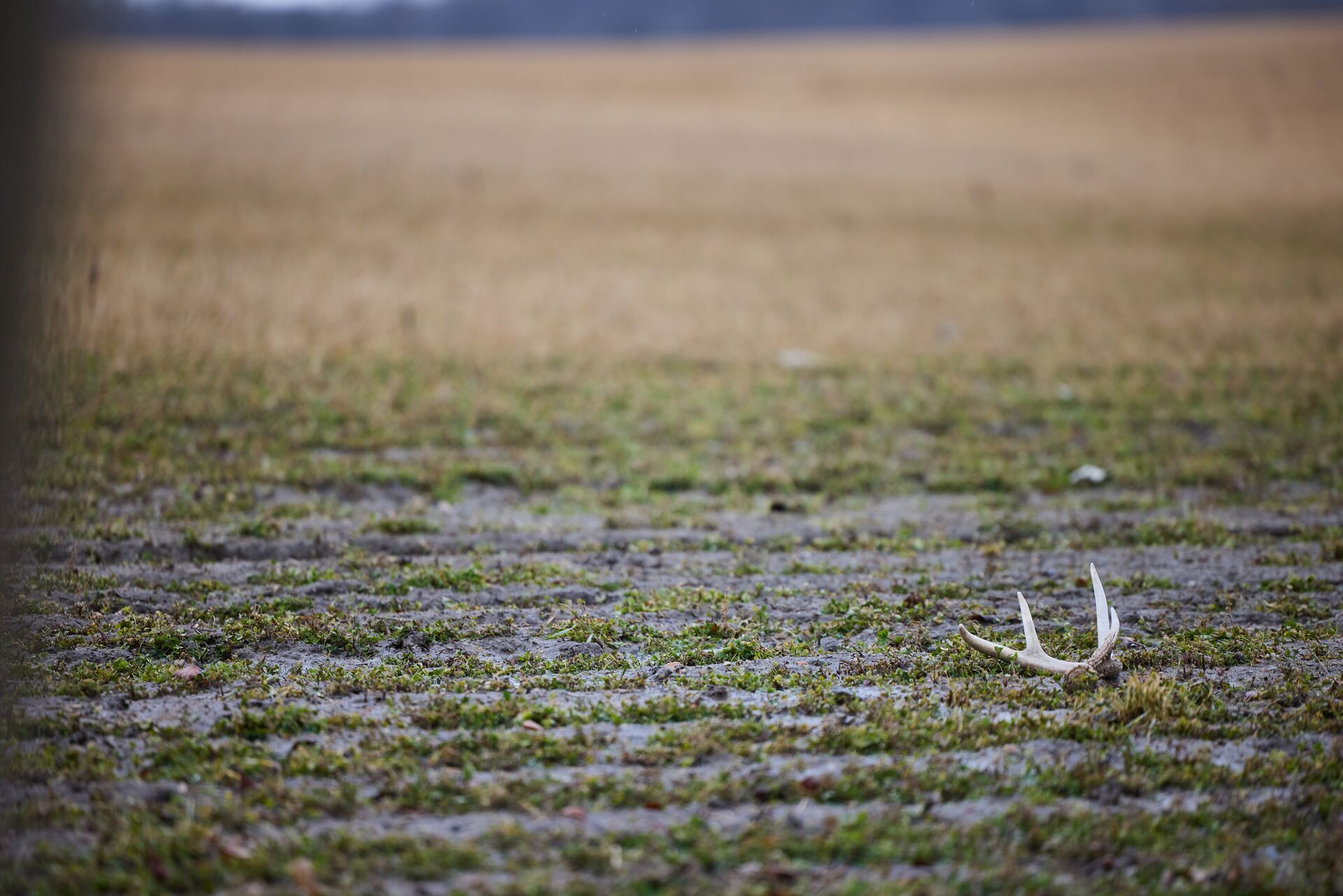 Shed antlers on the ground in a field, what to do with deer horns concept.
