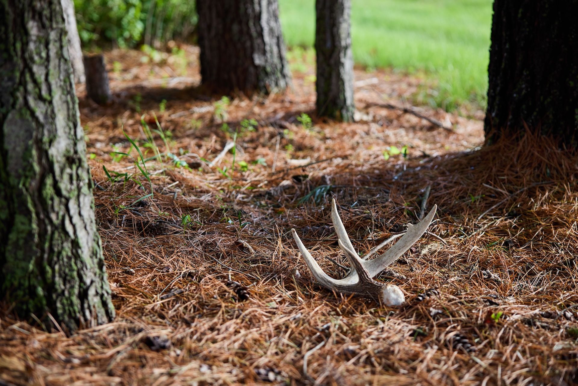 Shed deer antlers on the ground in the woods.