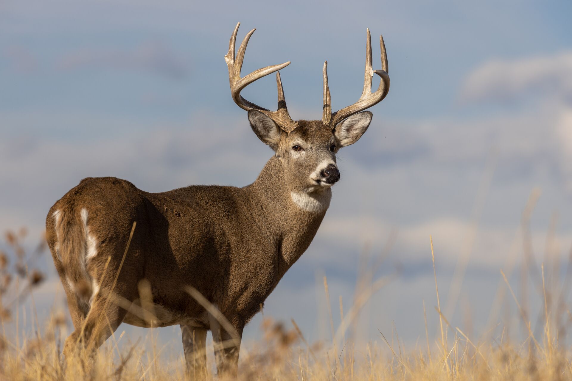 A buck at a broadside angle, deer shot placement concept. 