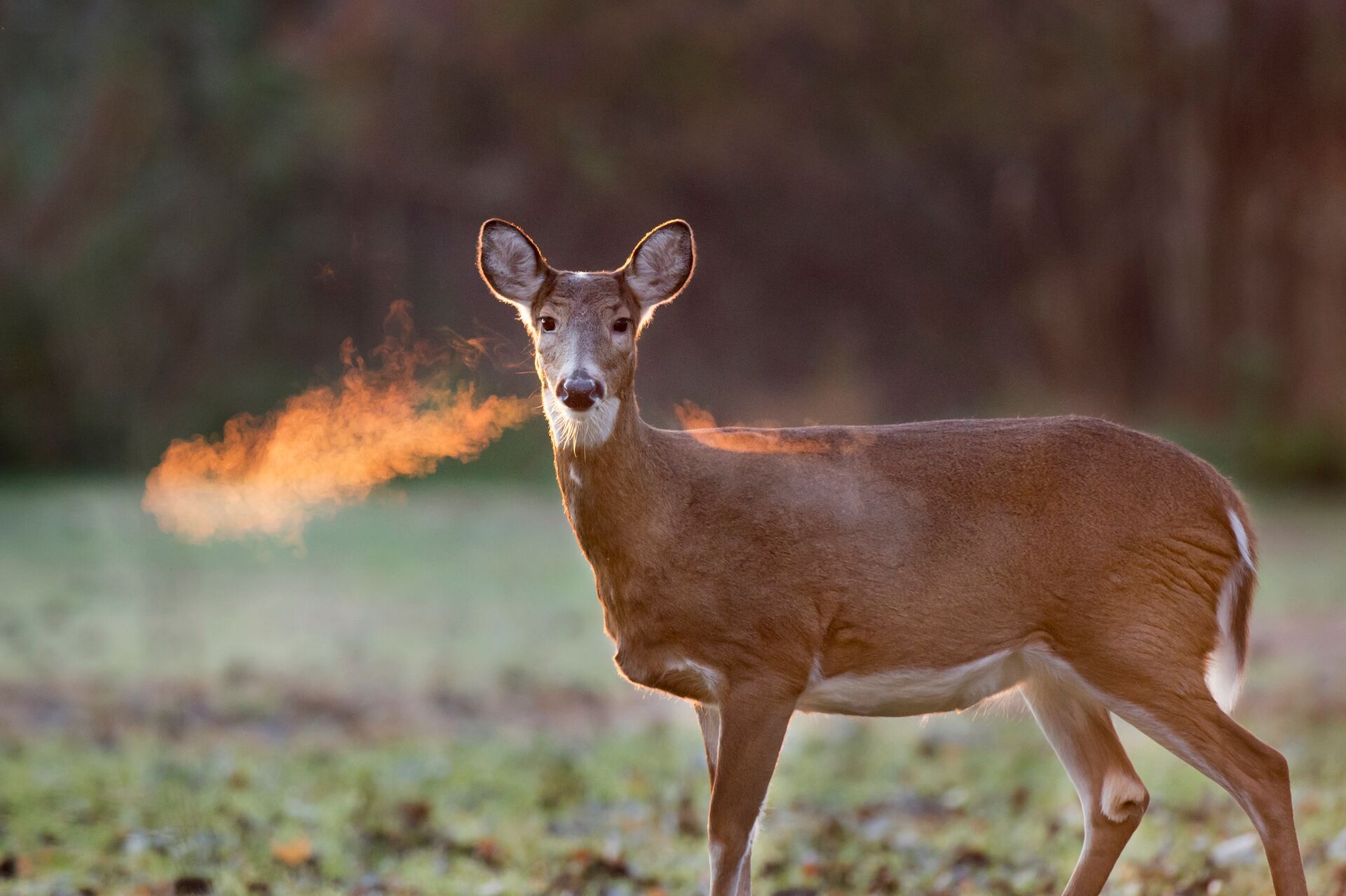 A doe breathing warm breath on a cold day in a field, Delaware deer hunting concept. 