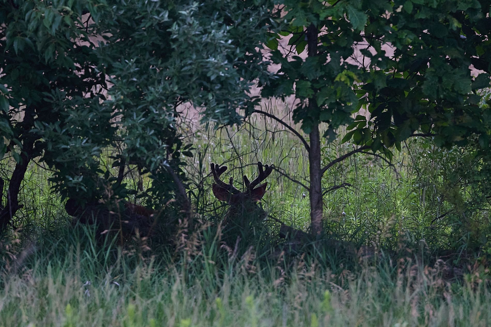 Deer in the shadows and trees with velvet on deer antlers,