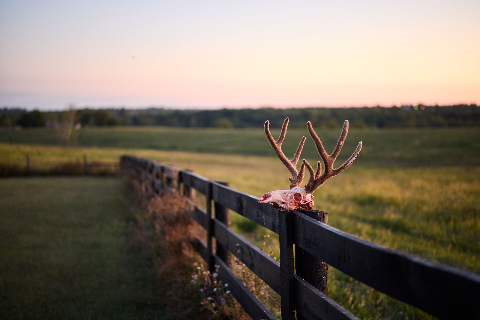 Deer skull and antlers on fence, best times to hunt concept.