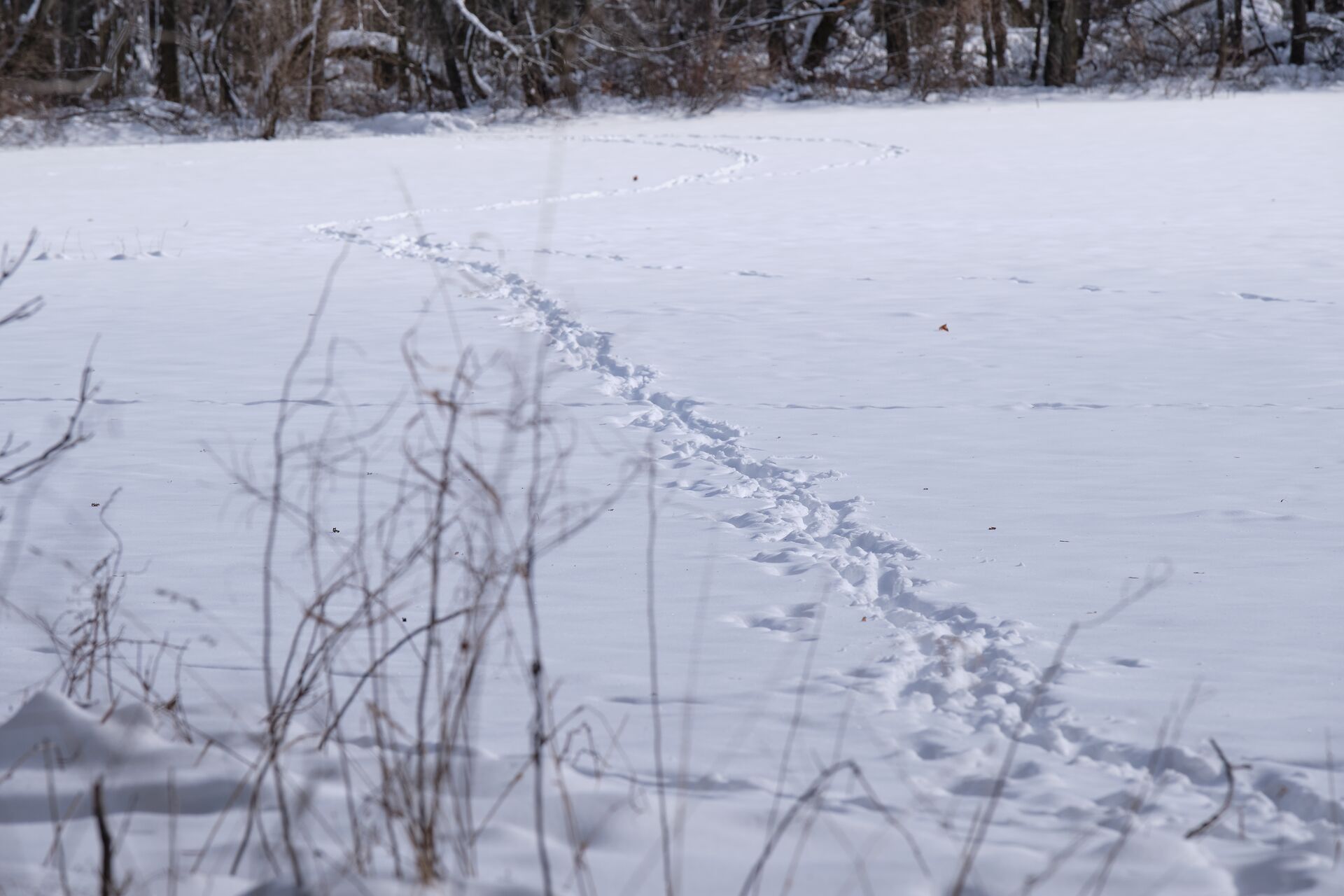Deer tracks in snow, winter deer food sources concept. 