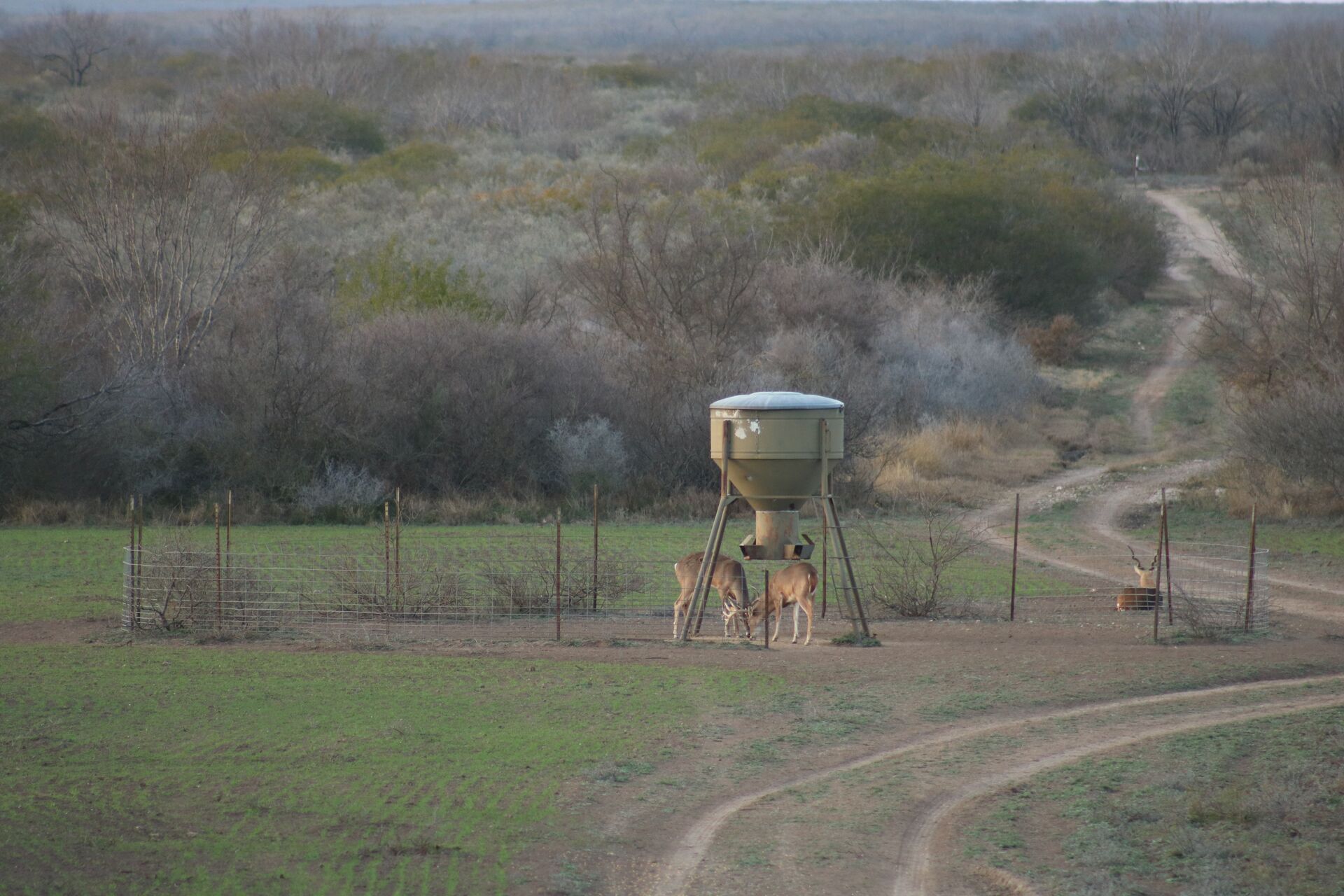Deer standing under a deer feeder.