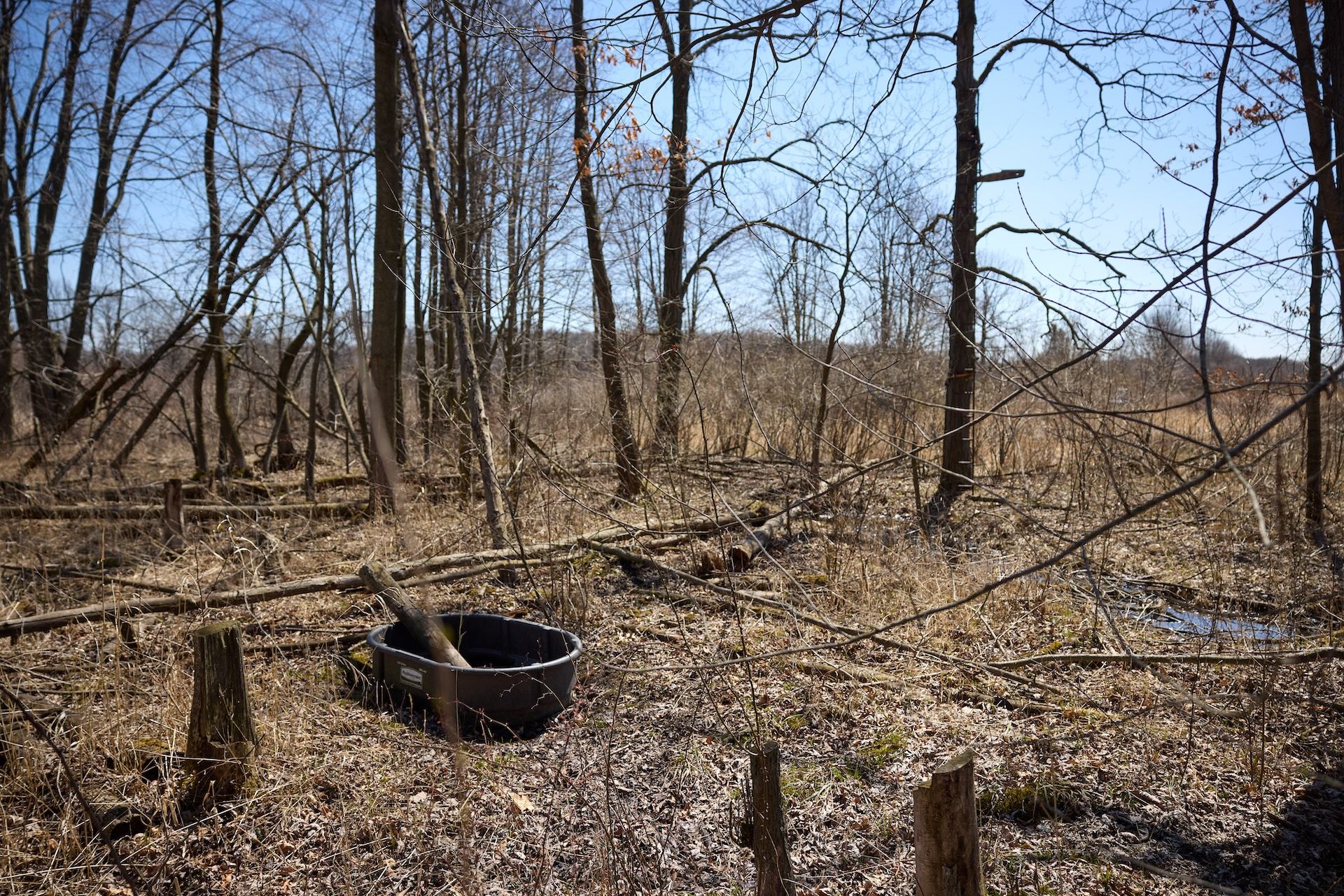 Two waterholes in the woods.