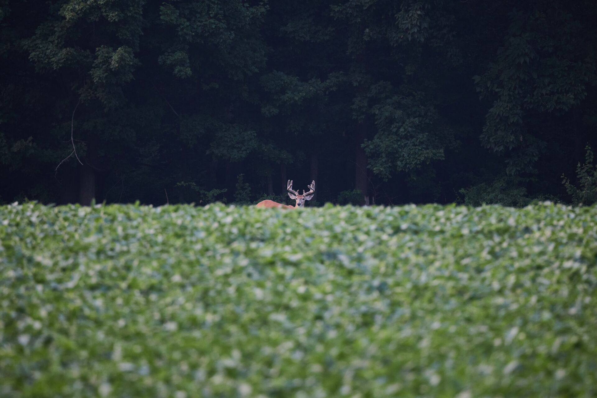 Deer with large antlers in the distance of a food plot. 