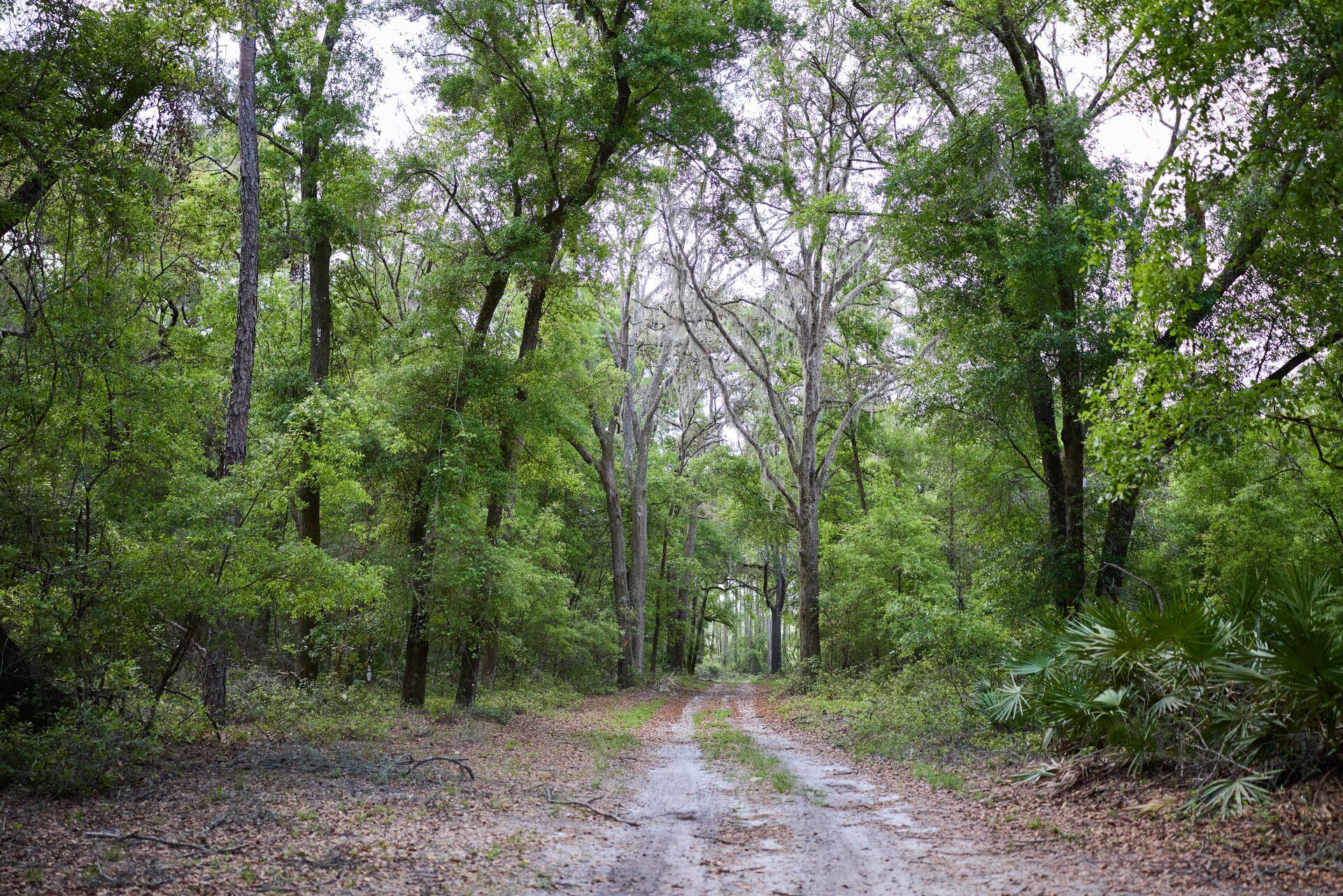 A dirt road in the woods, leave no trace hunting concept.