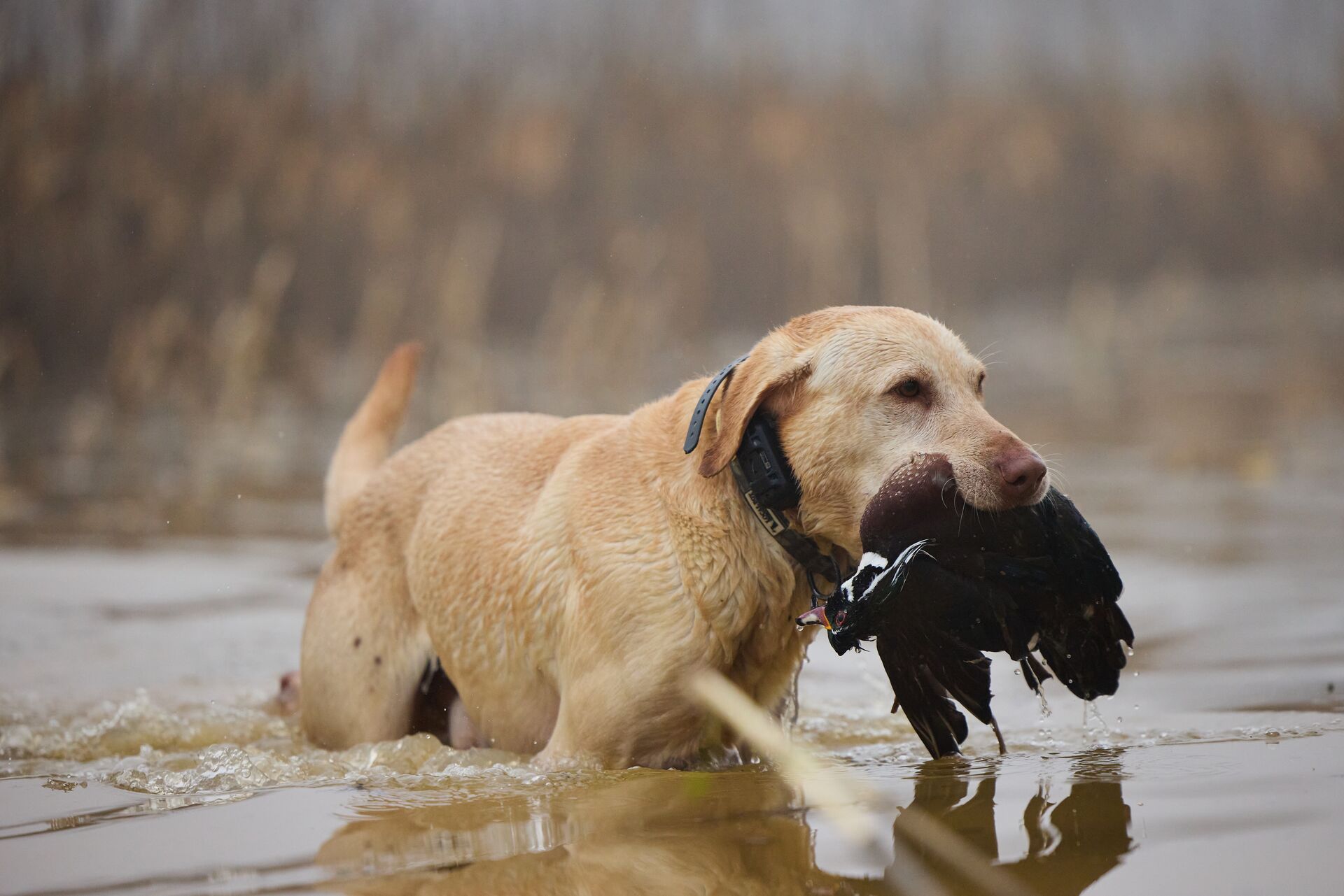 A dog carries a duck out of the water, when is duck season in Minnesota concept.
