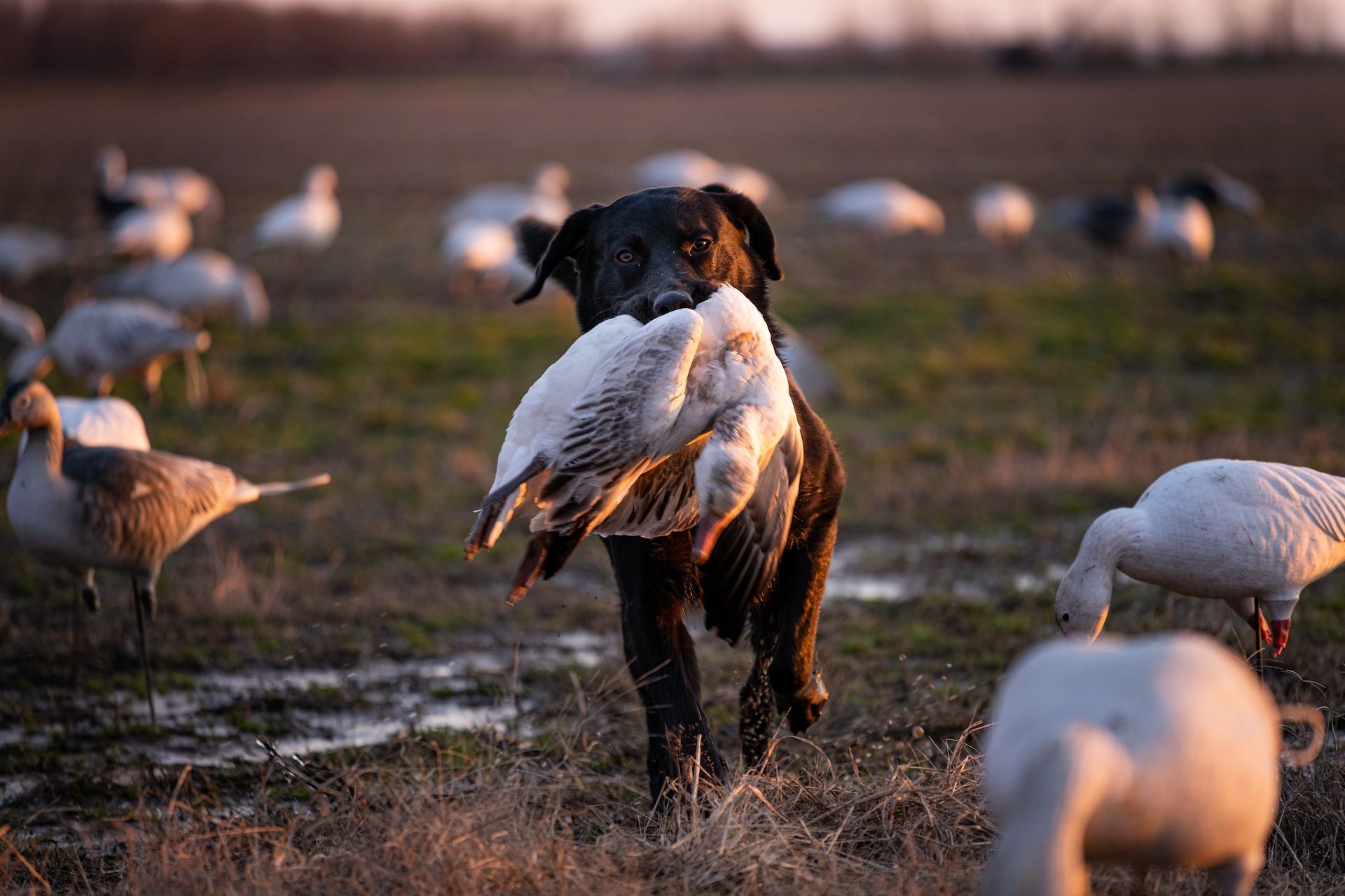 Dog with snow goose in mouth during hunt, Missouri spring snow goose hunting.