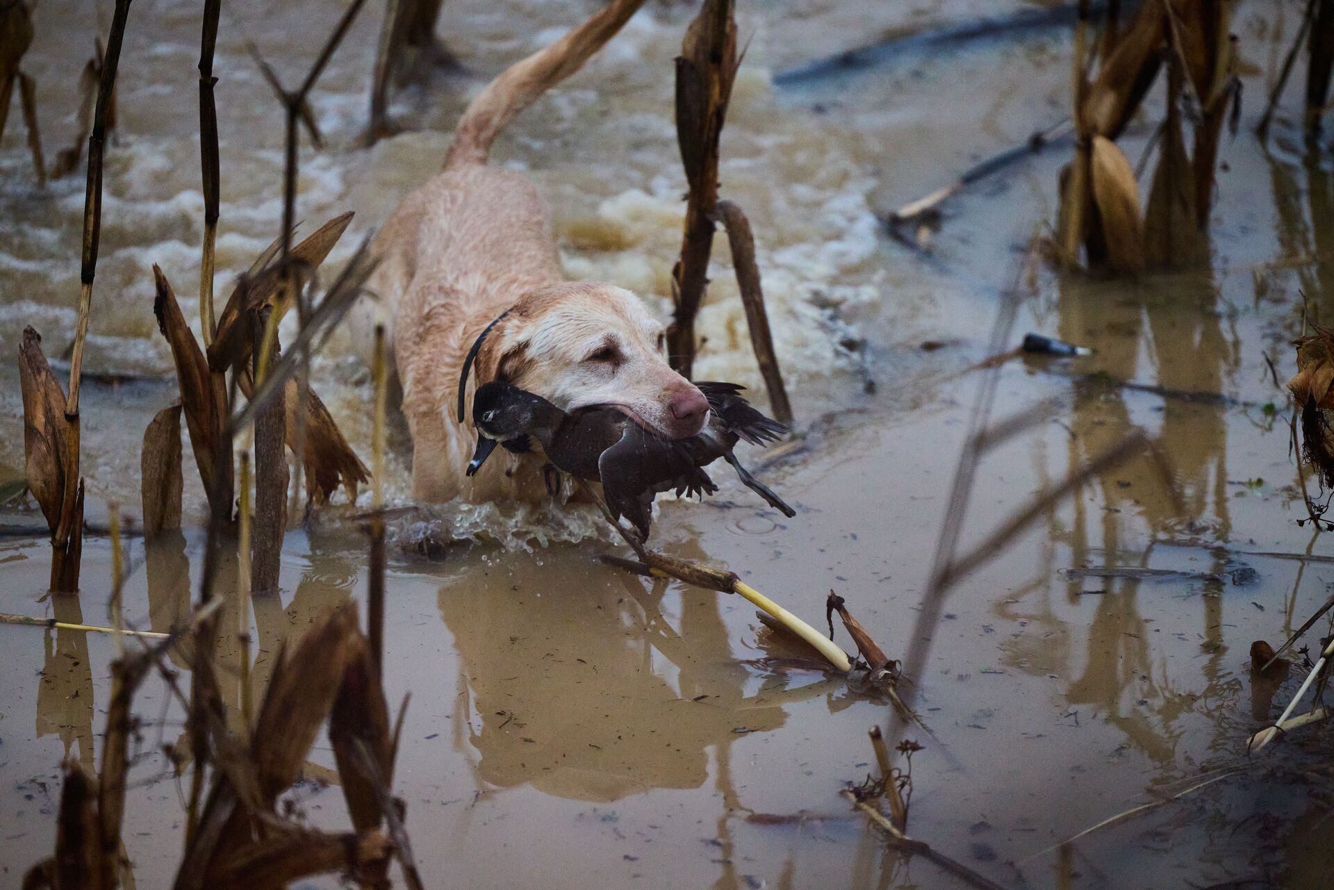 Dog in the water retrieving a duck, know how long can ducks fly concept.