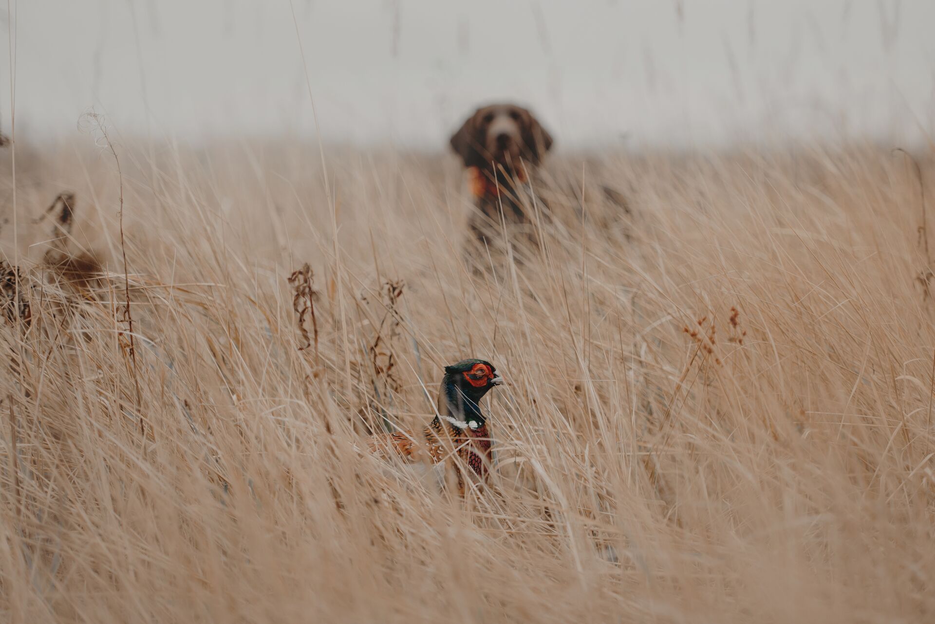 A hunting dog in the brush eyes a pheasant 