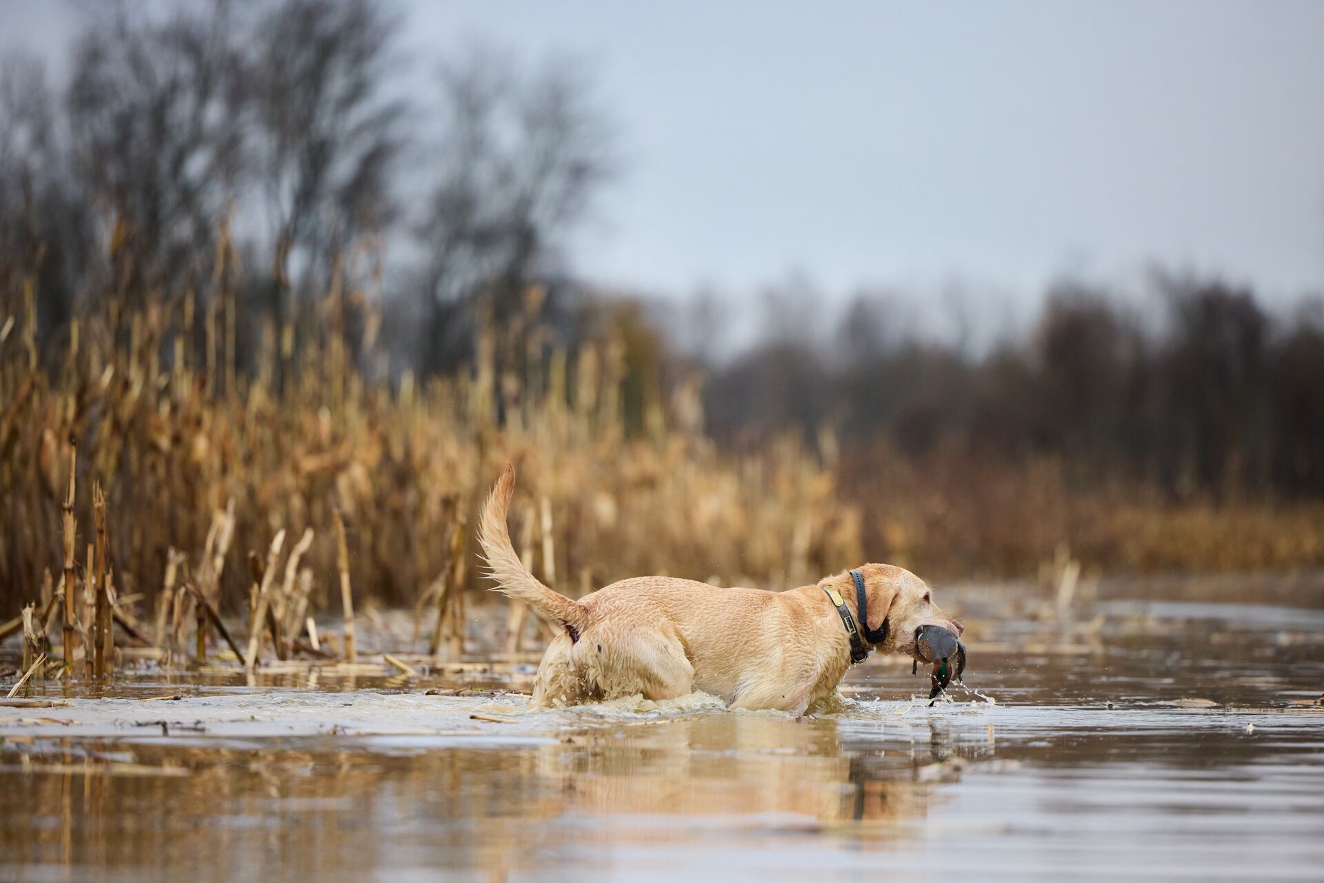 A hunting dog wades through water with a bird in its mouth, Oregon hunting seasons concept. 