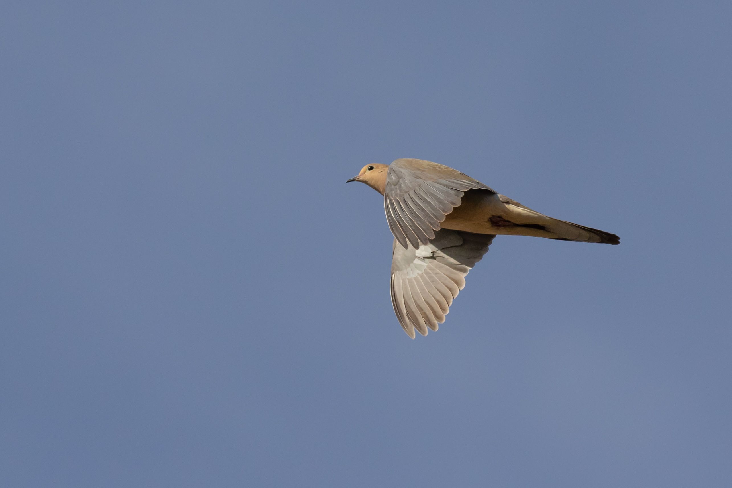 A dove flying, gear for dove hunting setup concept.
