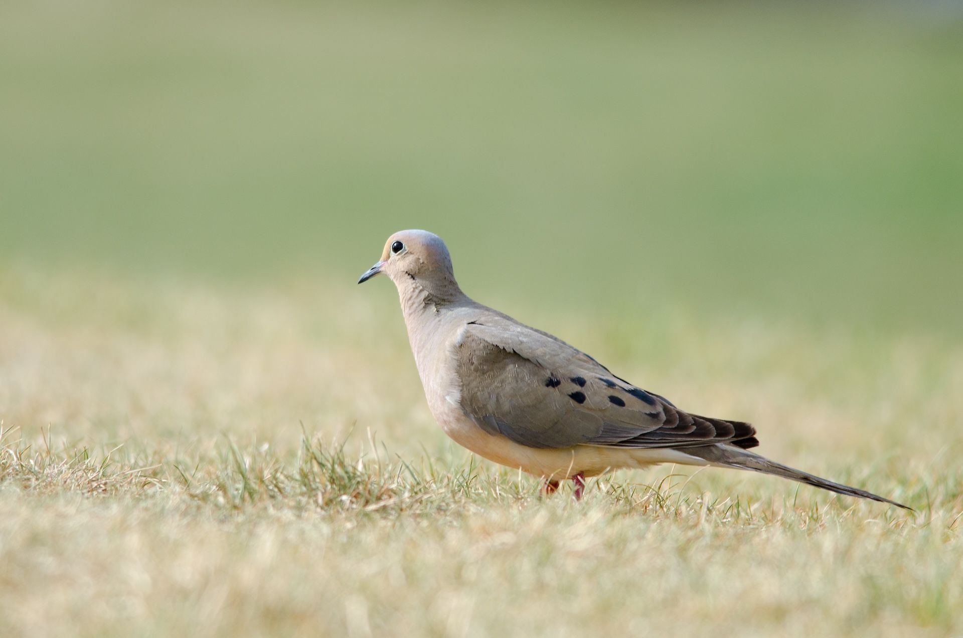 Dove on the grass, opening day of dove season 2025 concept. 