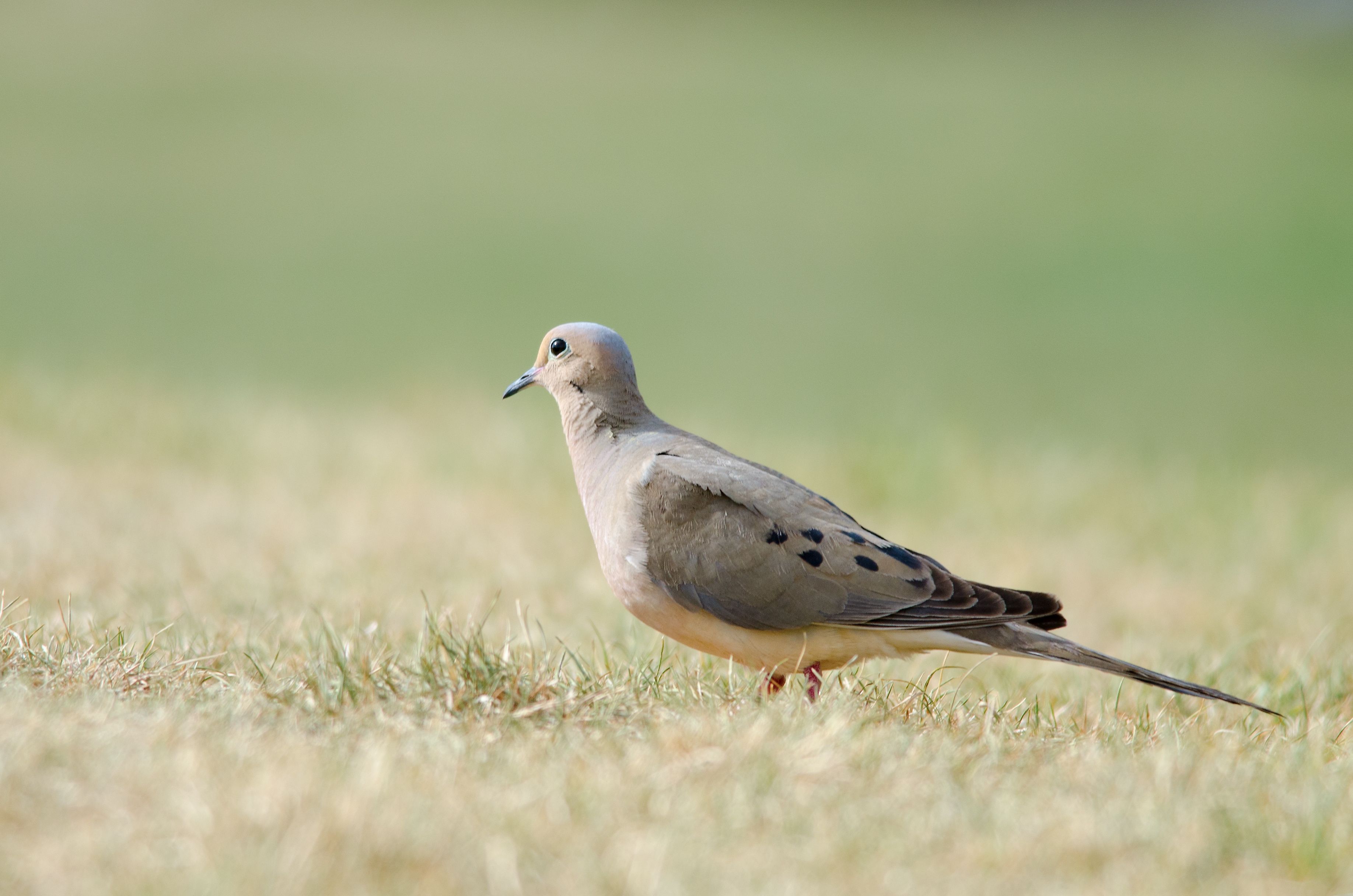 Close-up of a dove on the ground, gear for dove hunting setup concept.