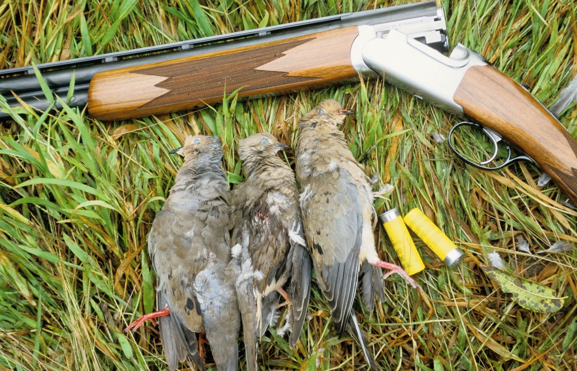 Three doves next to shotgun and shells, gear for dove hunting setup concept.