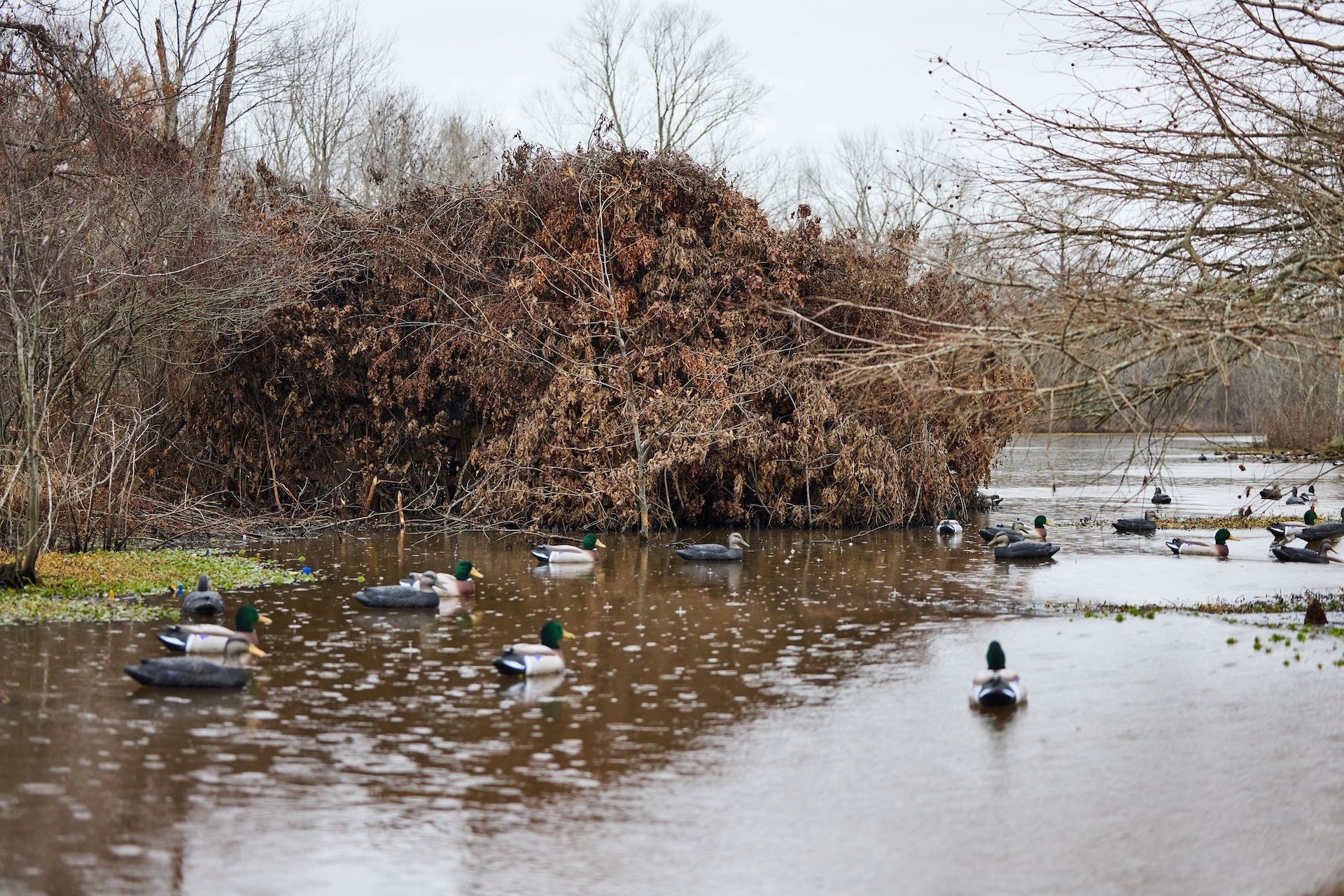 Duck decoys on the water, duck hunting gear list concept. 