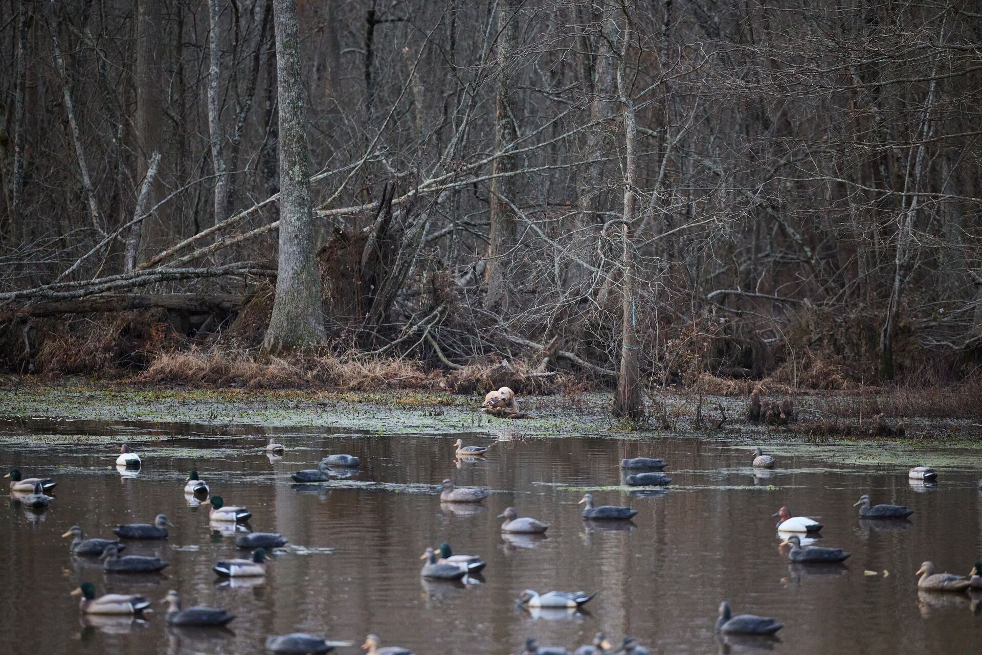Duck decoys on the water, waterfowl hunting tips concept. 