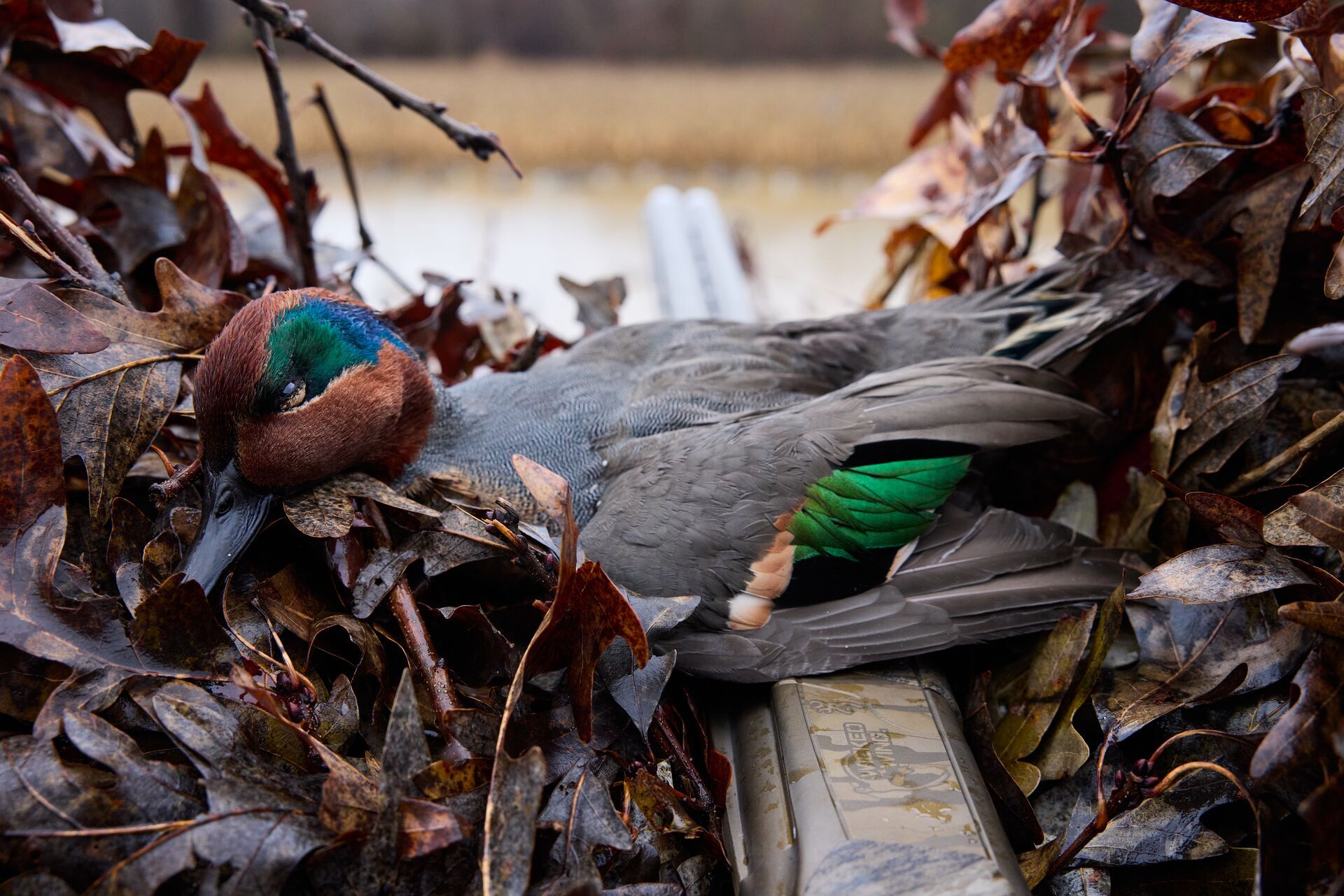 Duck displayed on a shotgun after hunt, duck hunting ponds concept. 