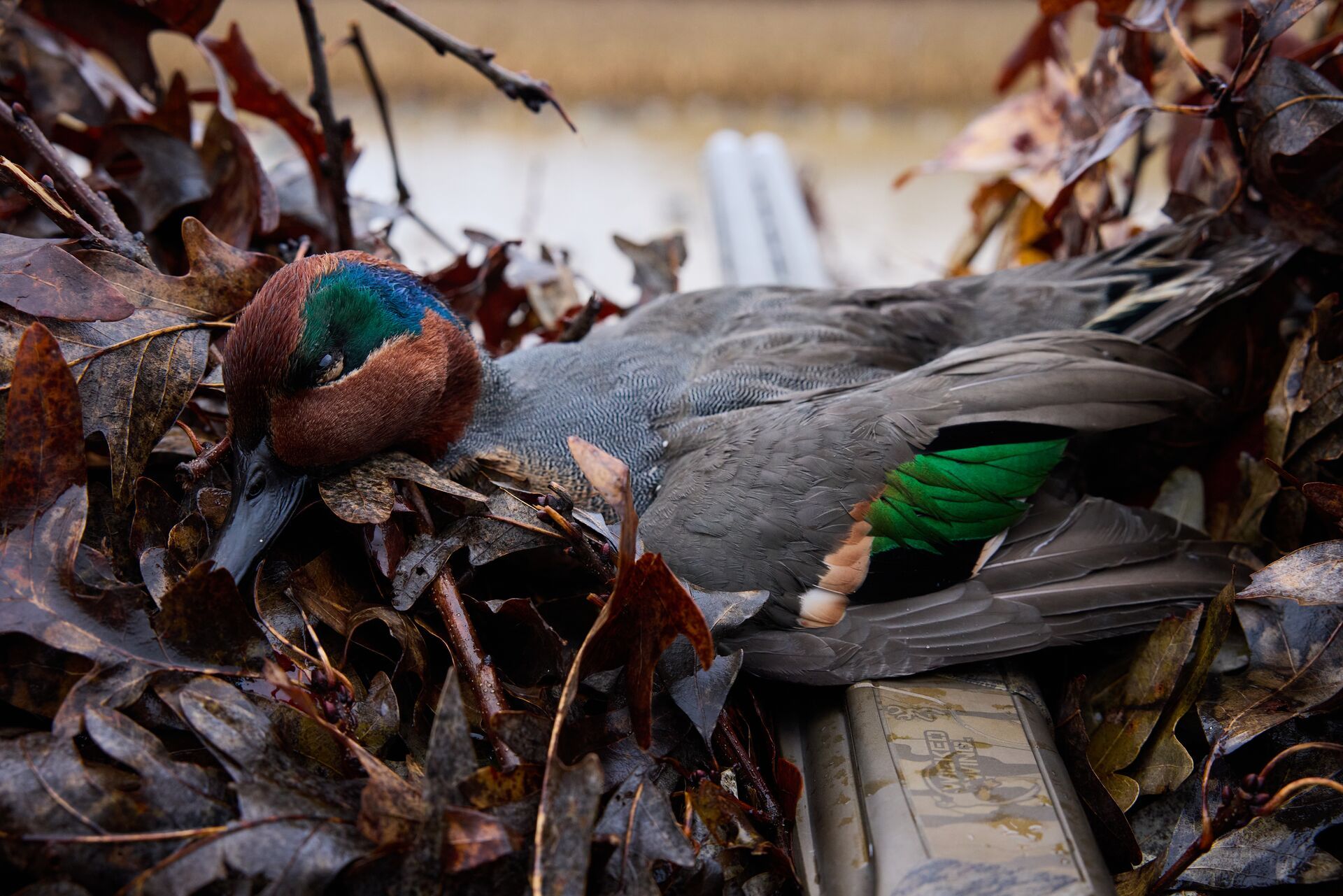 Duck lays on shotgun after hunt. 