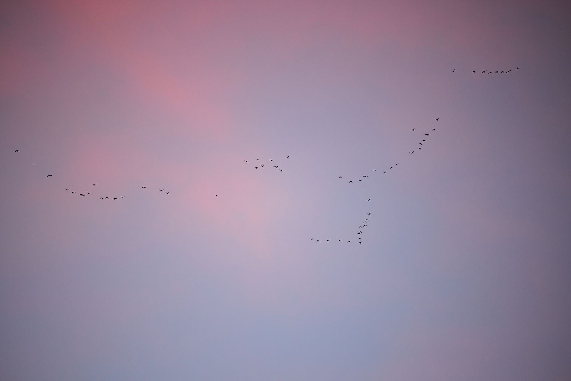 Ducks fly in formation in the distance, how long can ducks fly concept. 