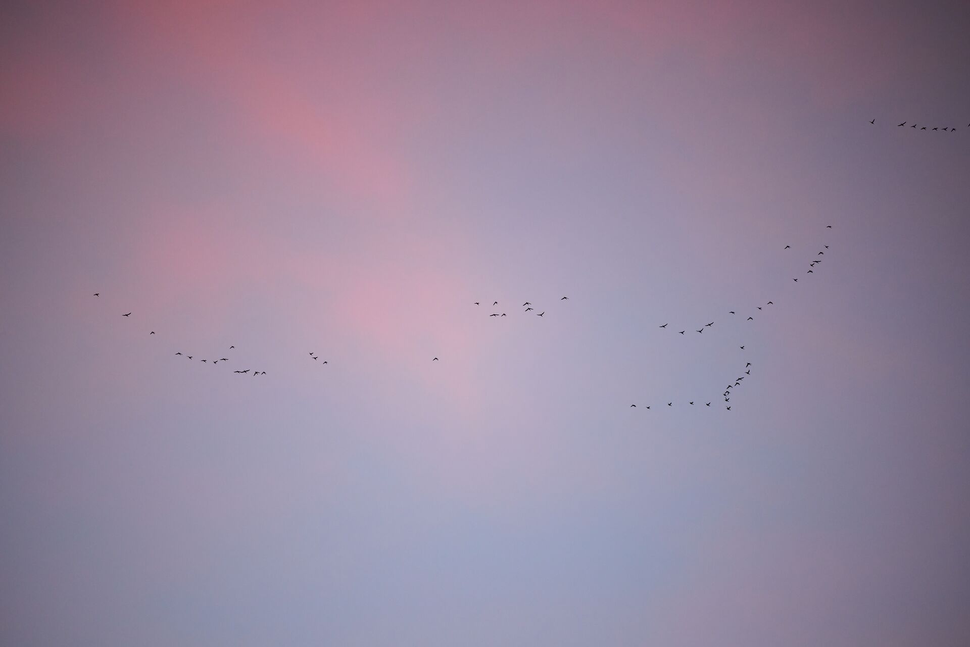 Ducks flying overhead, how to attract ducks to your pond for hunting concept. 