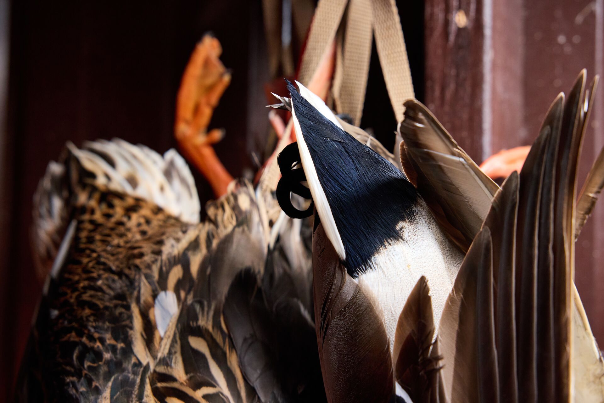 Ducks hanging in the blind after a hunt, MN duck opener 2025 concept.