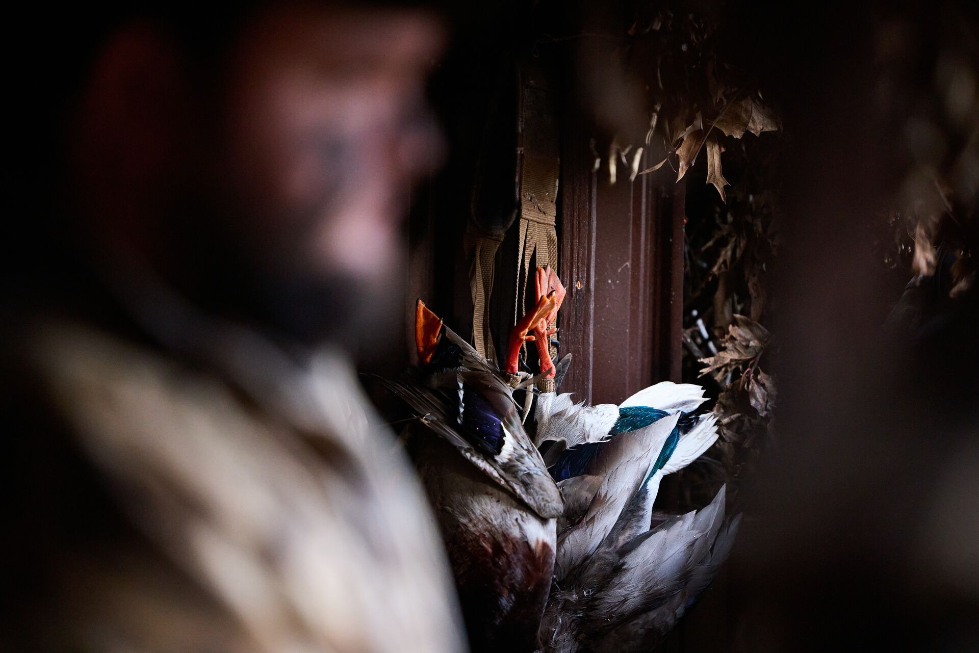 Ducks hanging in blind after hunt, hunting duck breeds concept. 