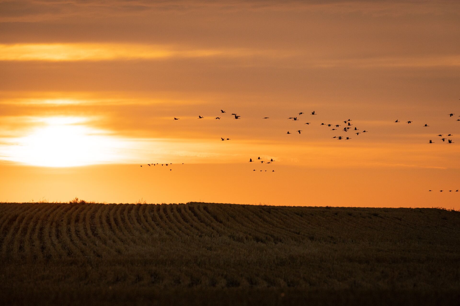 Ducks flying at sunrise.