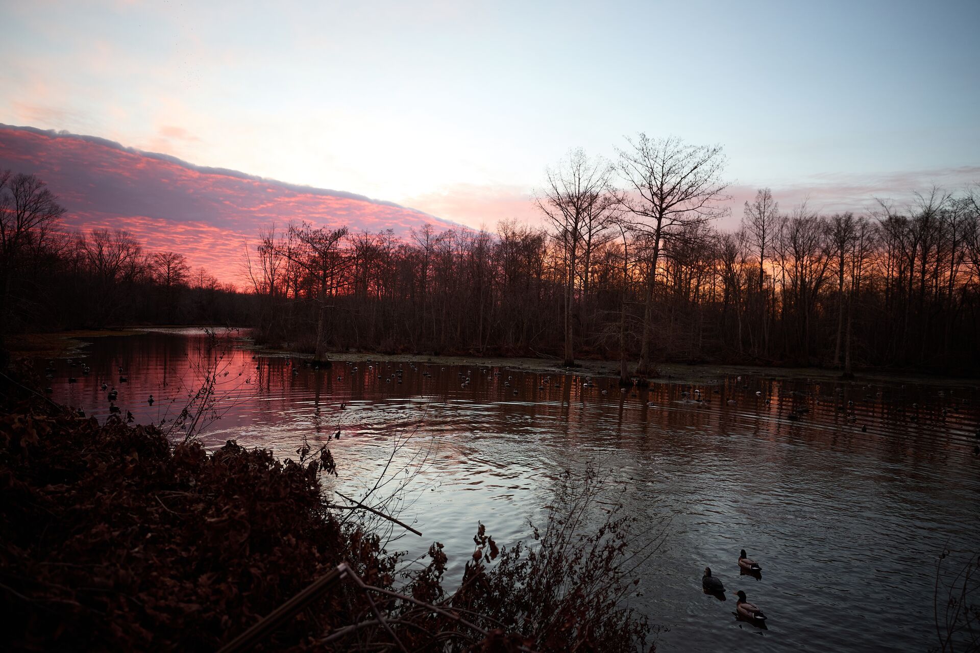 Early morning view of a duck habitat, planting for duck concept.