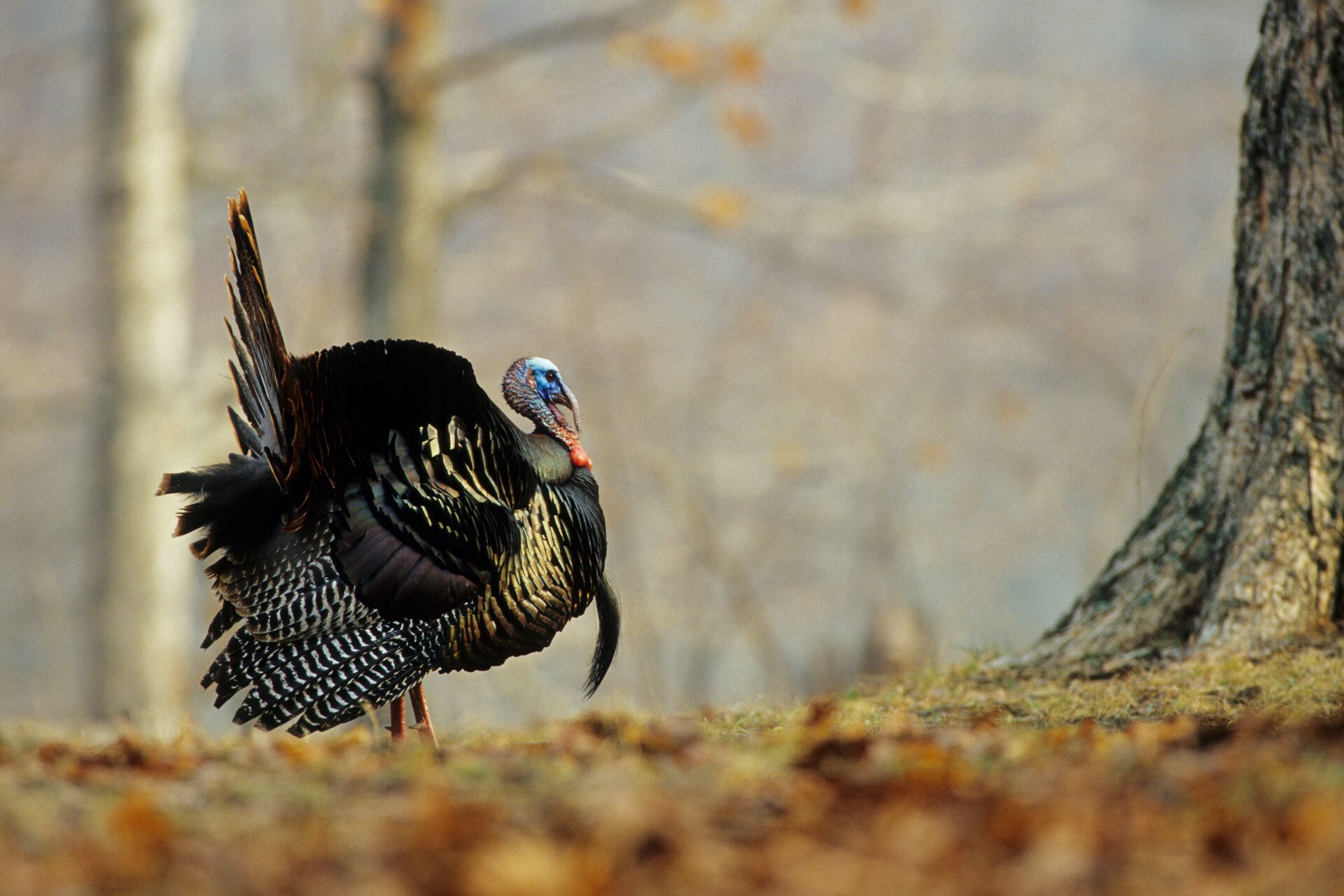 An eastern turkey near a tree.