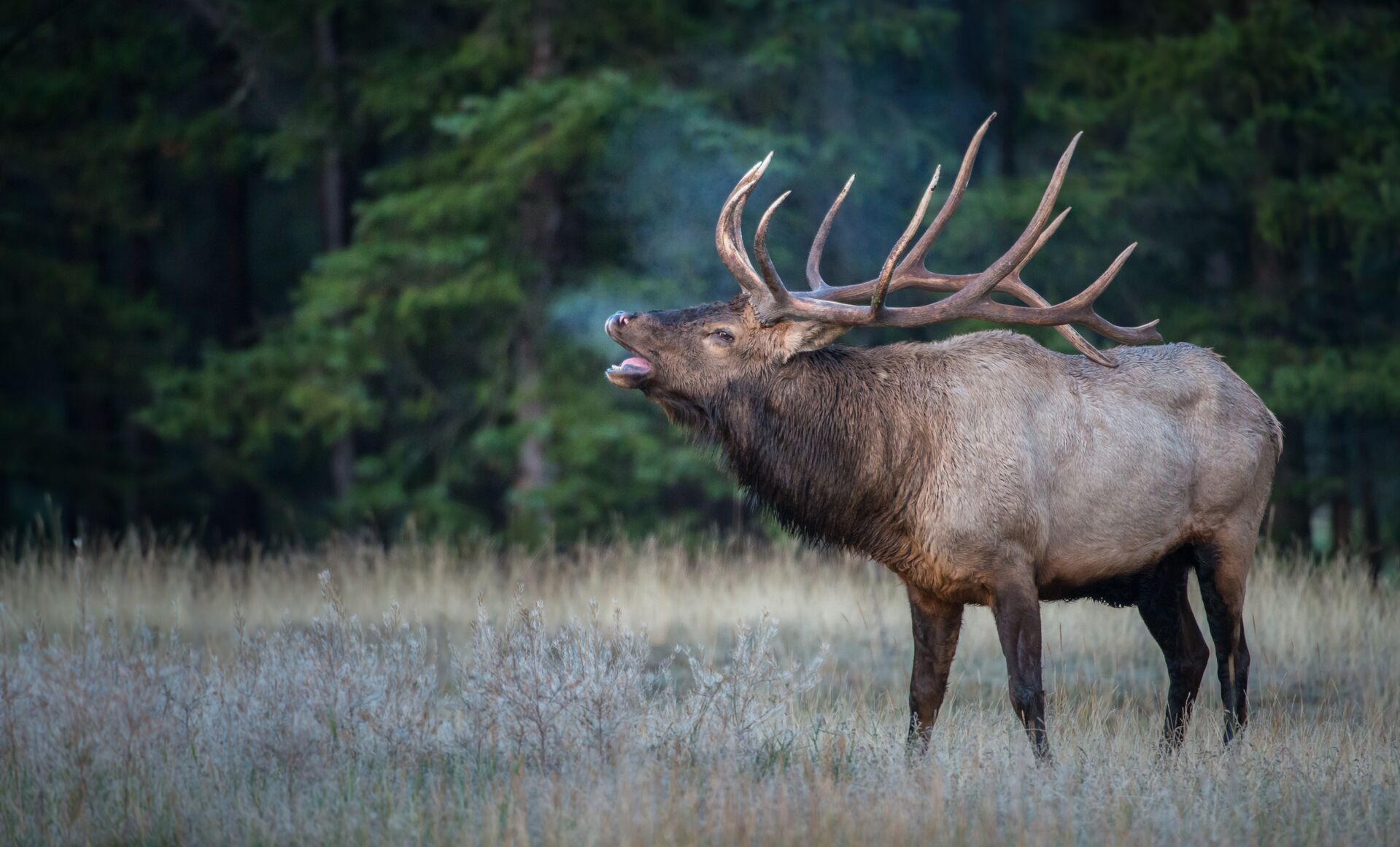 An elk bugles in a field. 