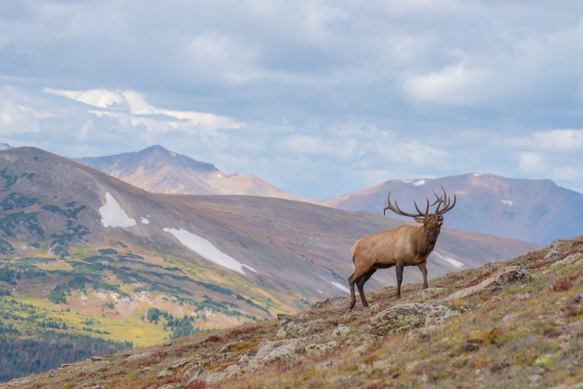 An elk bugling on the side of a mountain. 
