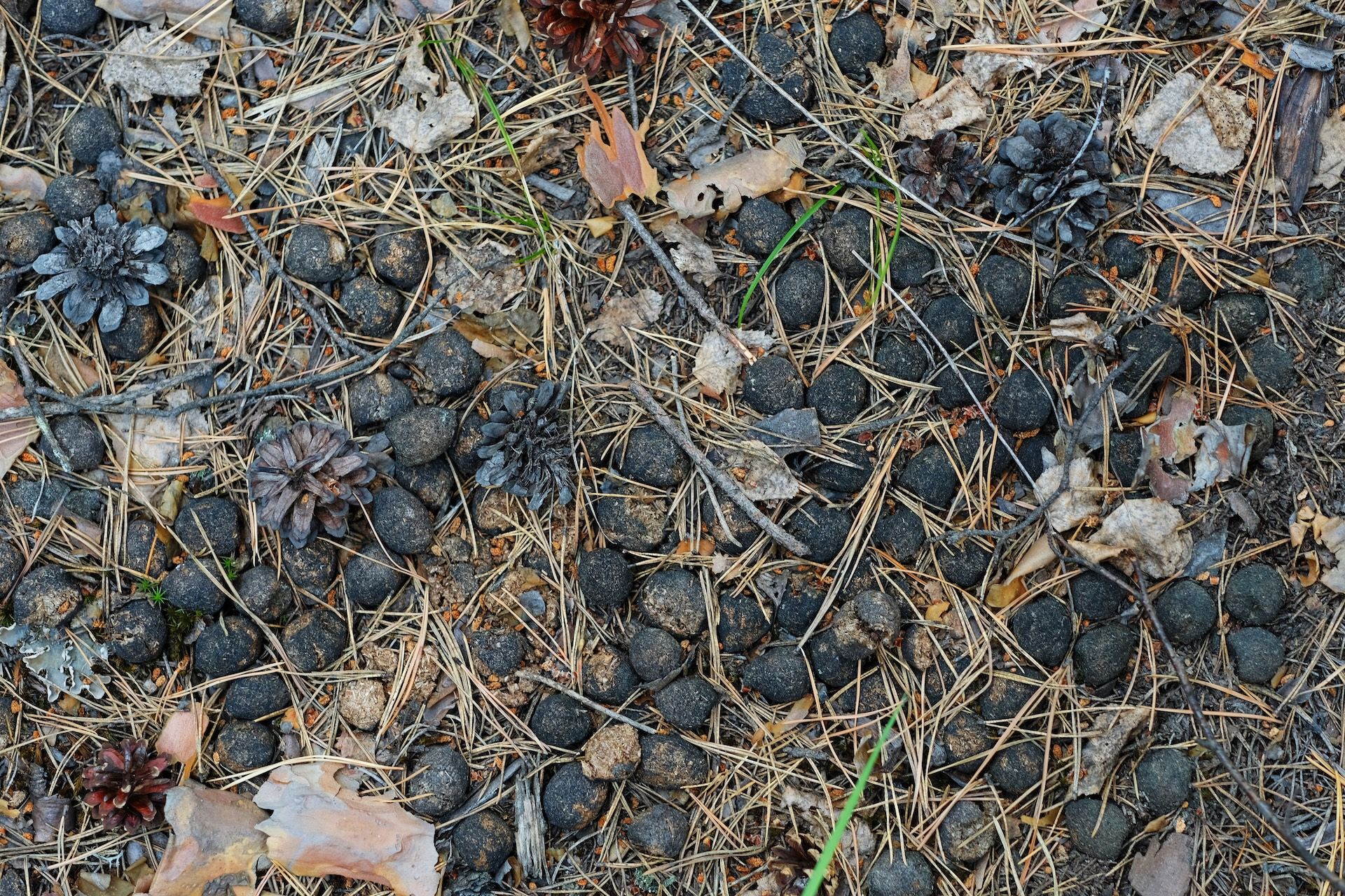 Elk scat on the ground in the grass.