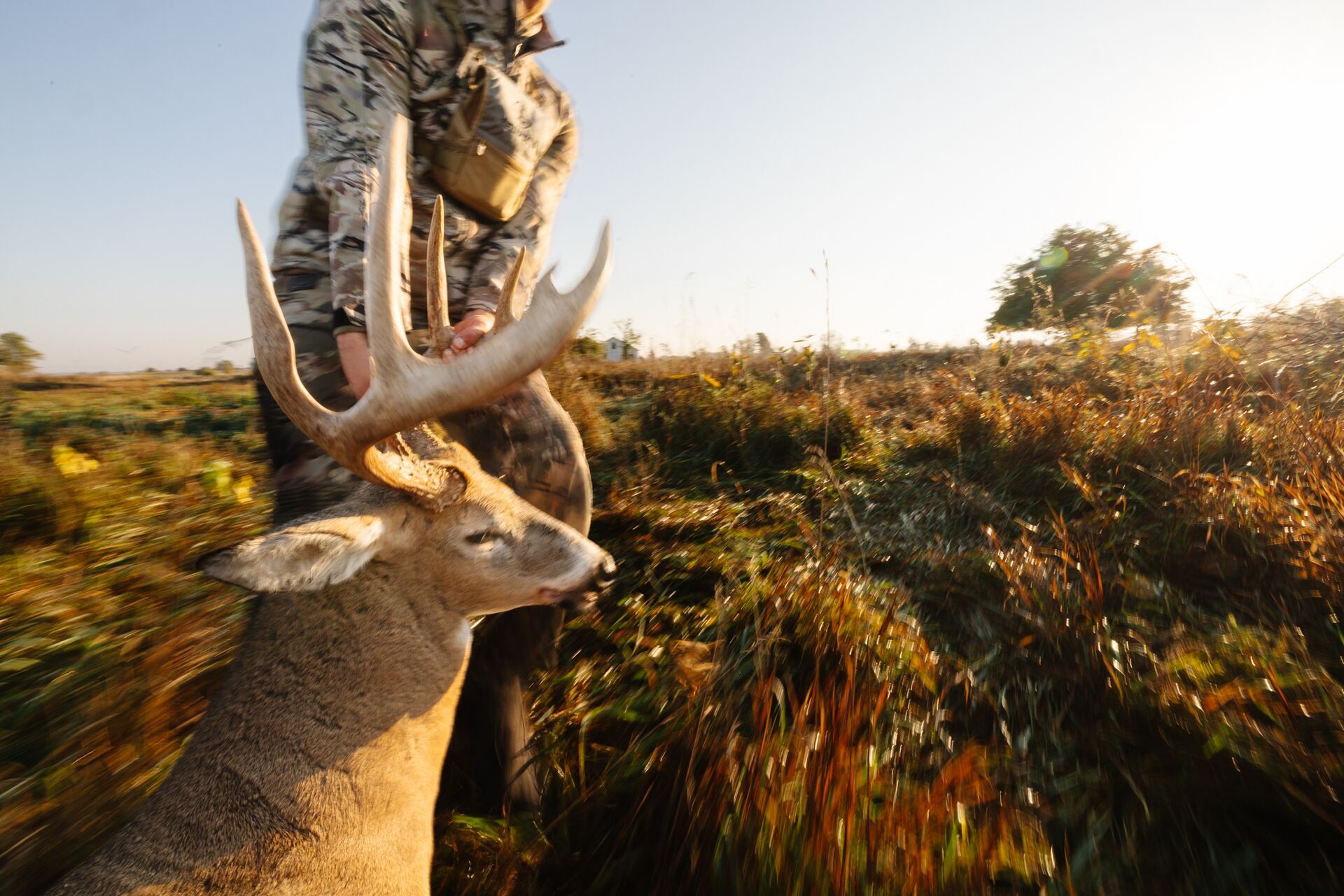 Female hunter drags deer after hunt, understand diseases from deer meat concept.