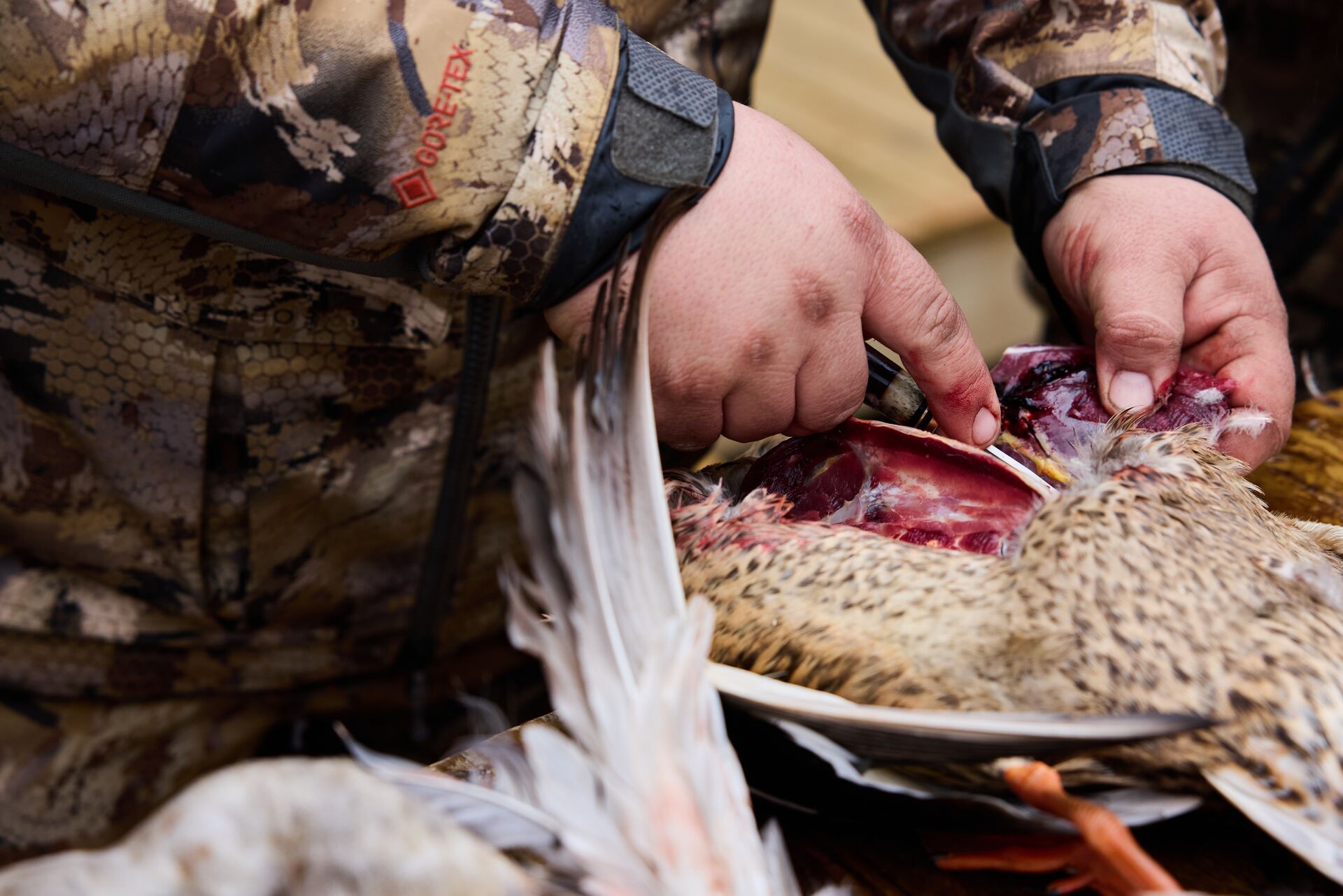 Hunter cutting into duck after hunt, field dress a duck concept. 