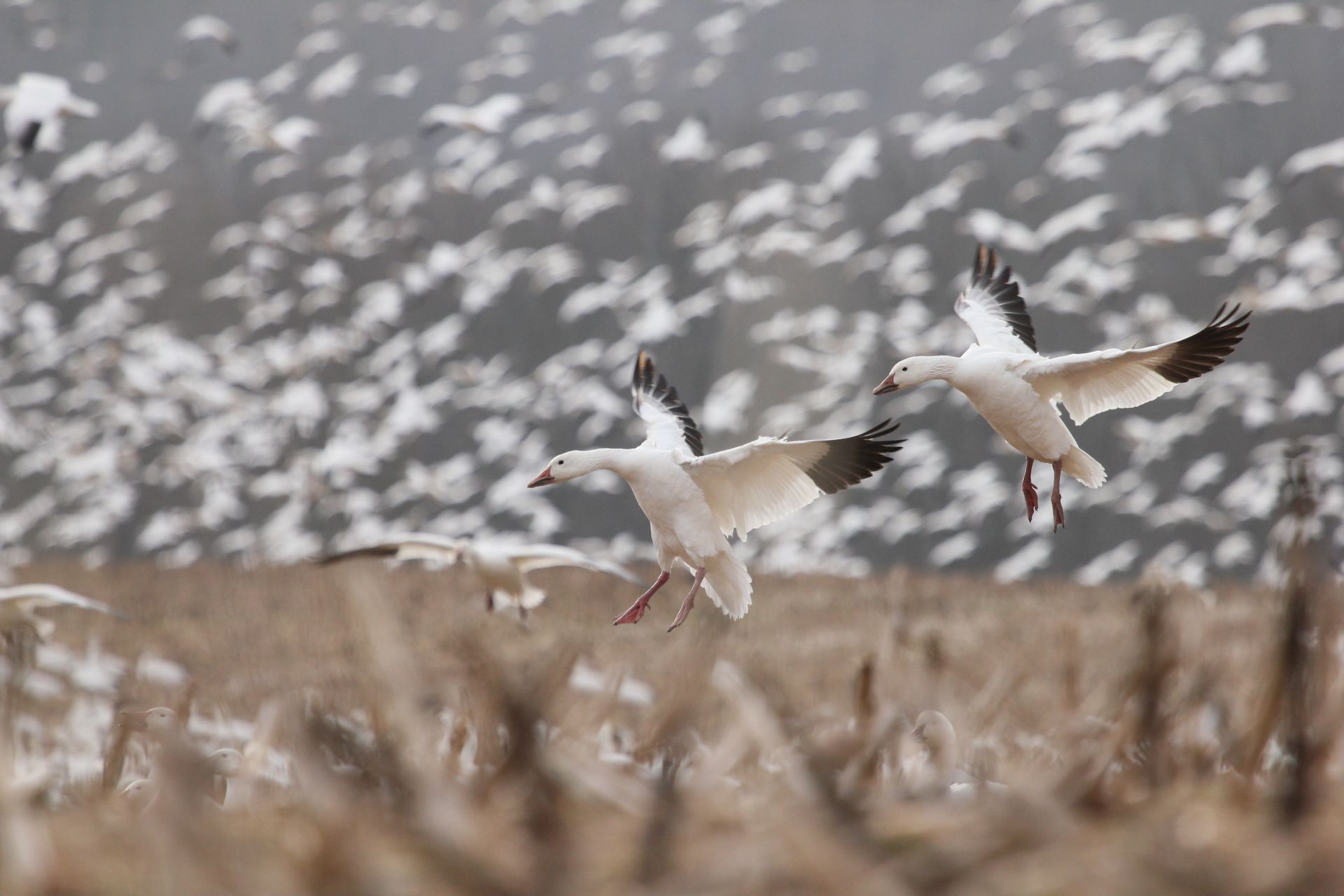 Geese landing in flock of light geese. 