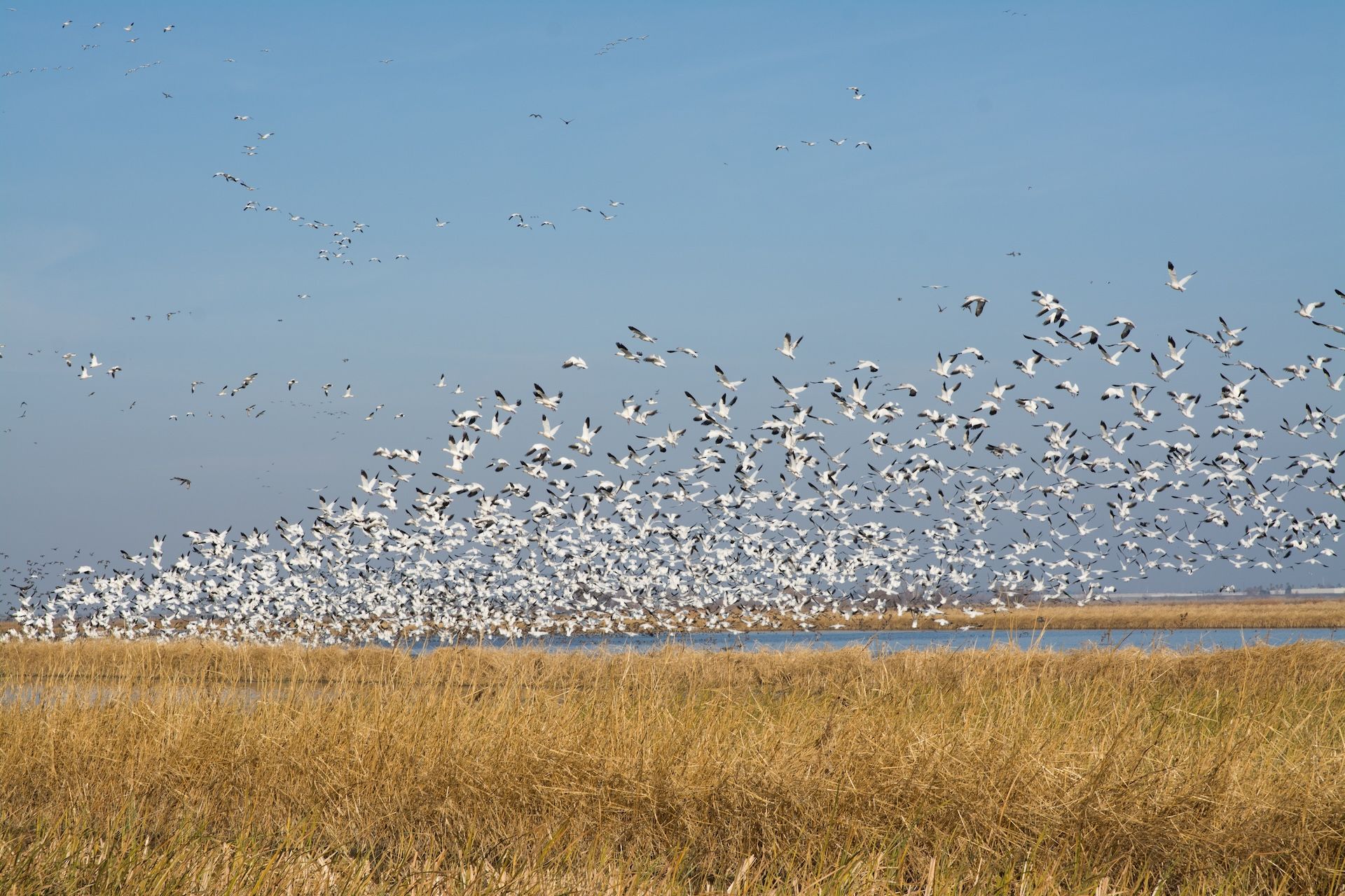Large flock of snow geese in flight, Missouri snow goose season concept. 