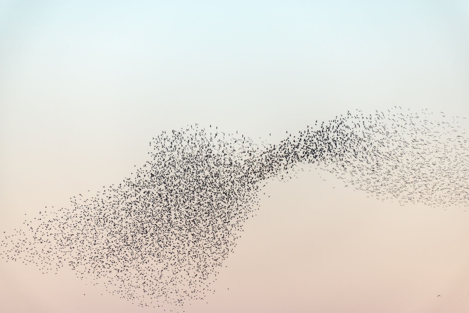 Flock of starlings flying, hunting invasive species concept. 