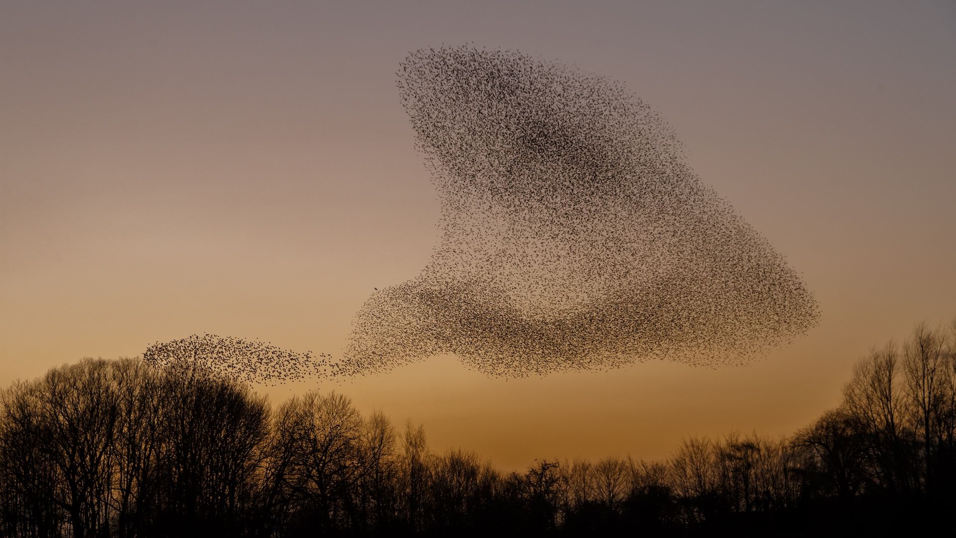 Flock of starling flying against dark sky, starling hunting season concept. .