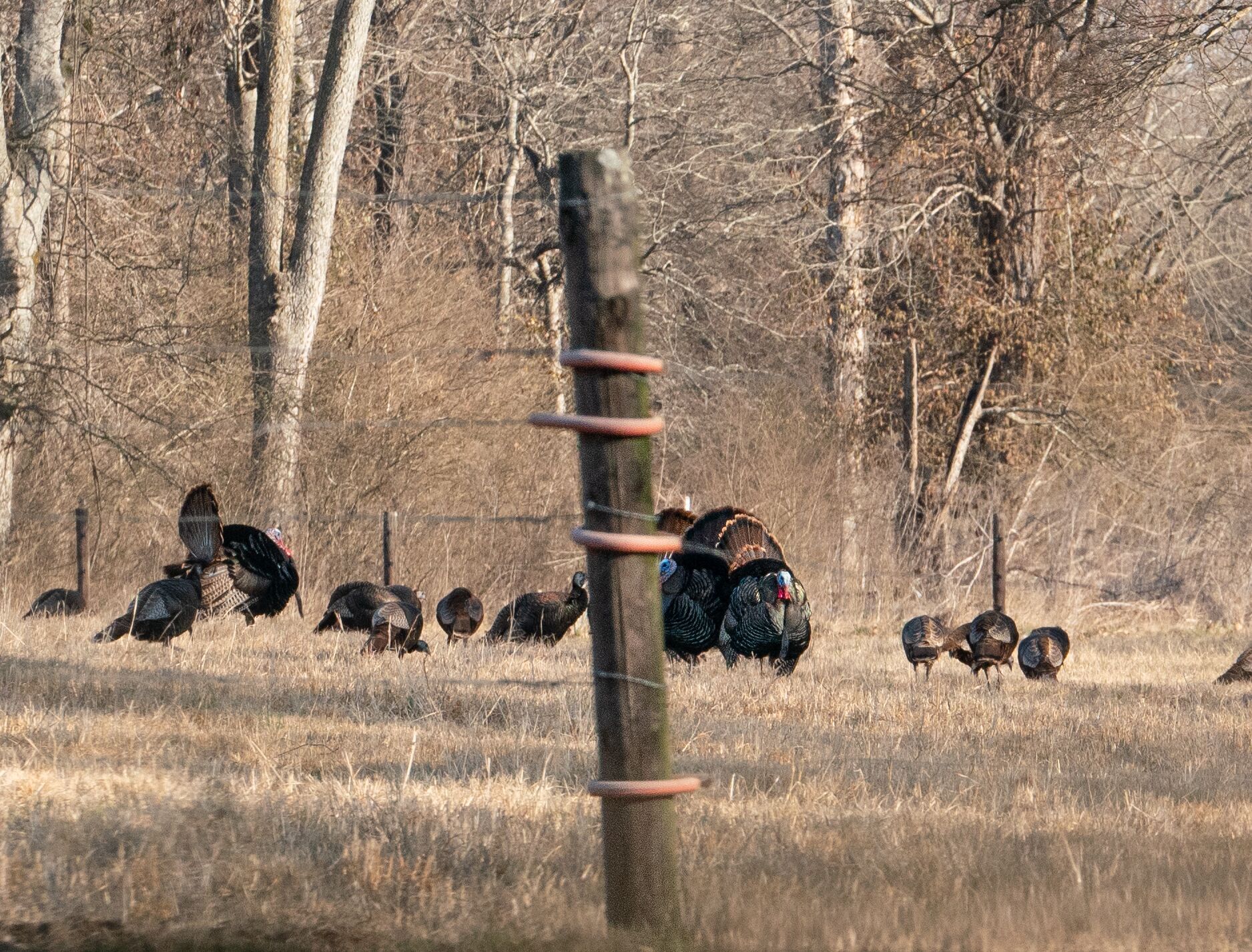 Flock of turkey in a clearing, best temperature for turkey movement concept. 