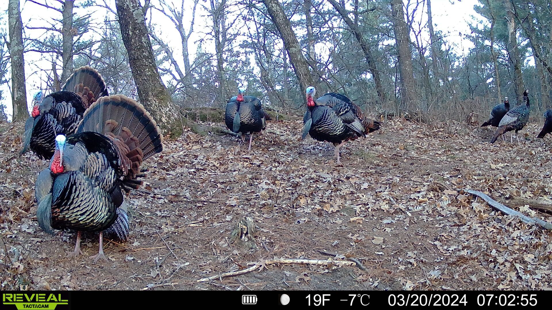 Flock of turkeys shown on a trail cam image, April hunting conditions for turkey concept.