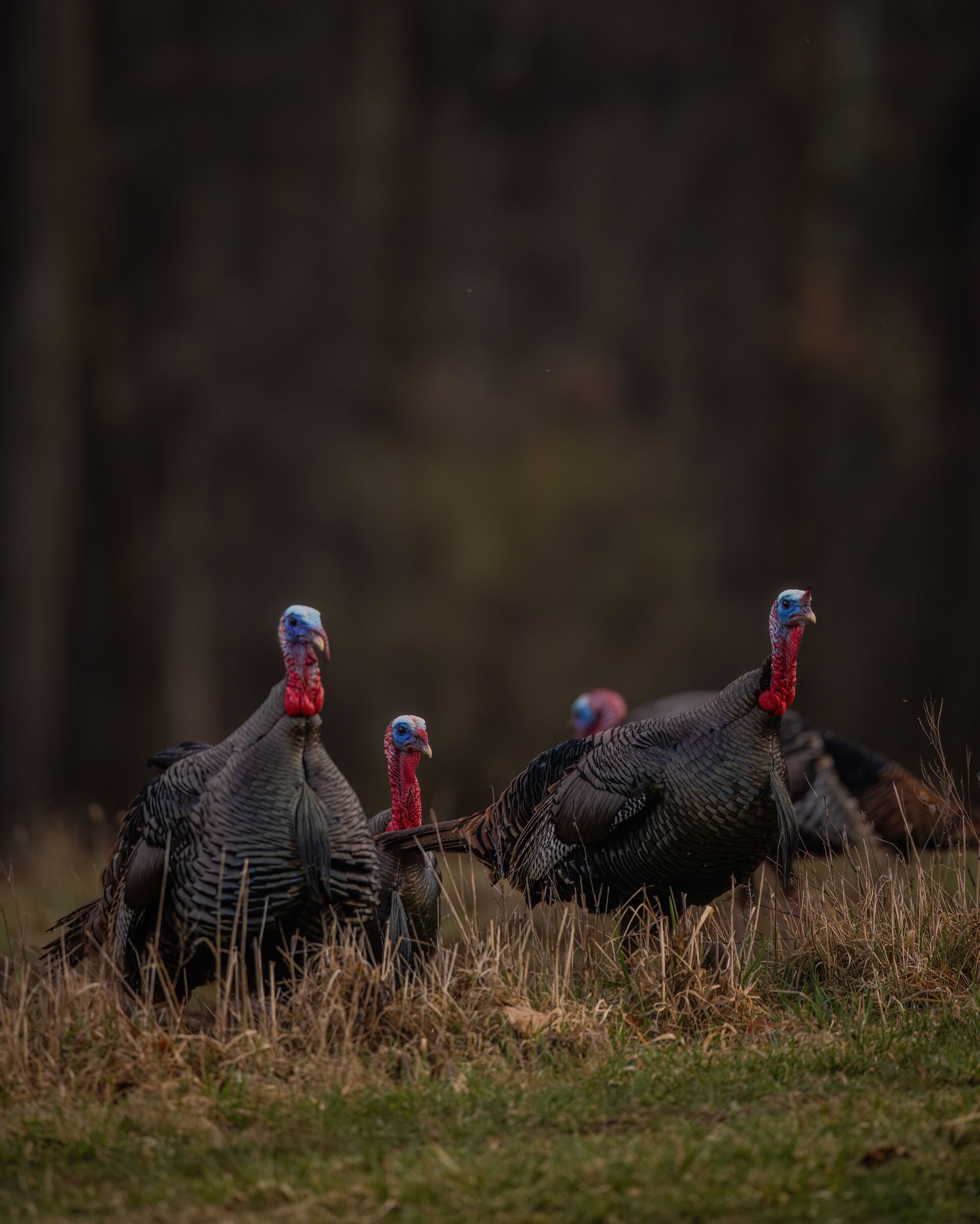 FGBLOG four turkeys in a field.jpeg