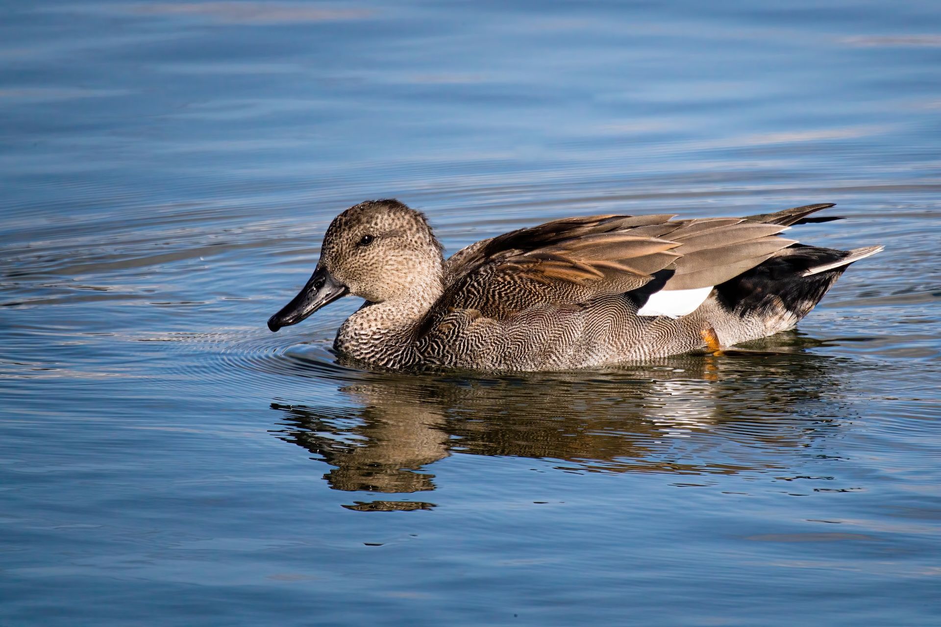 Gadwell duck on the water.