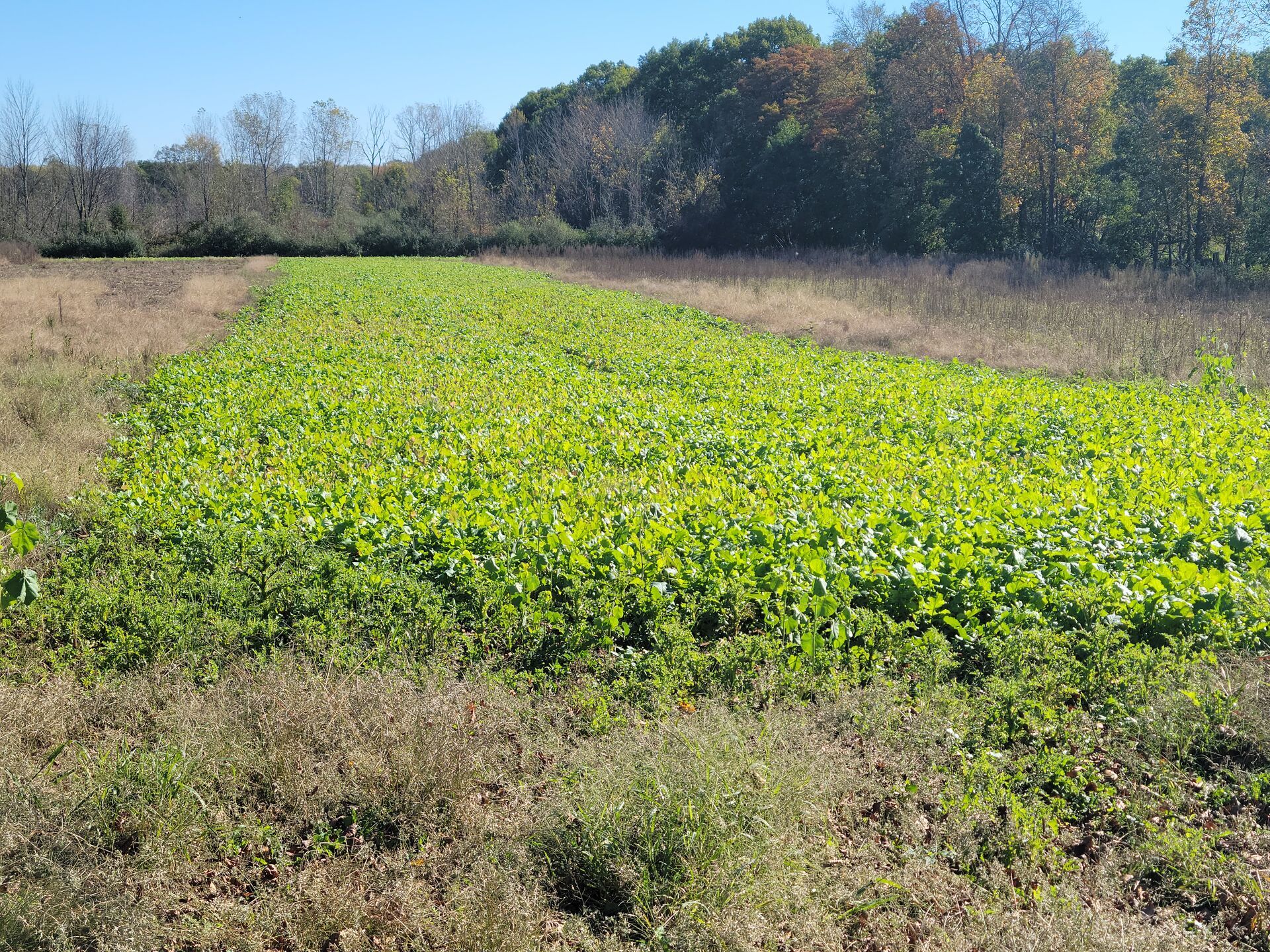 A green food plot for deer.