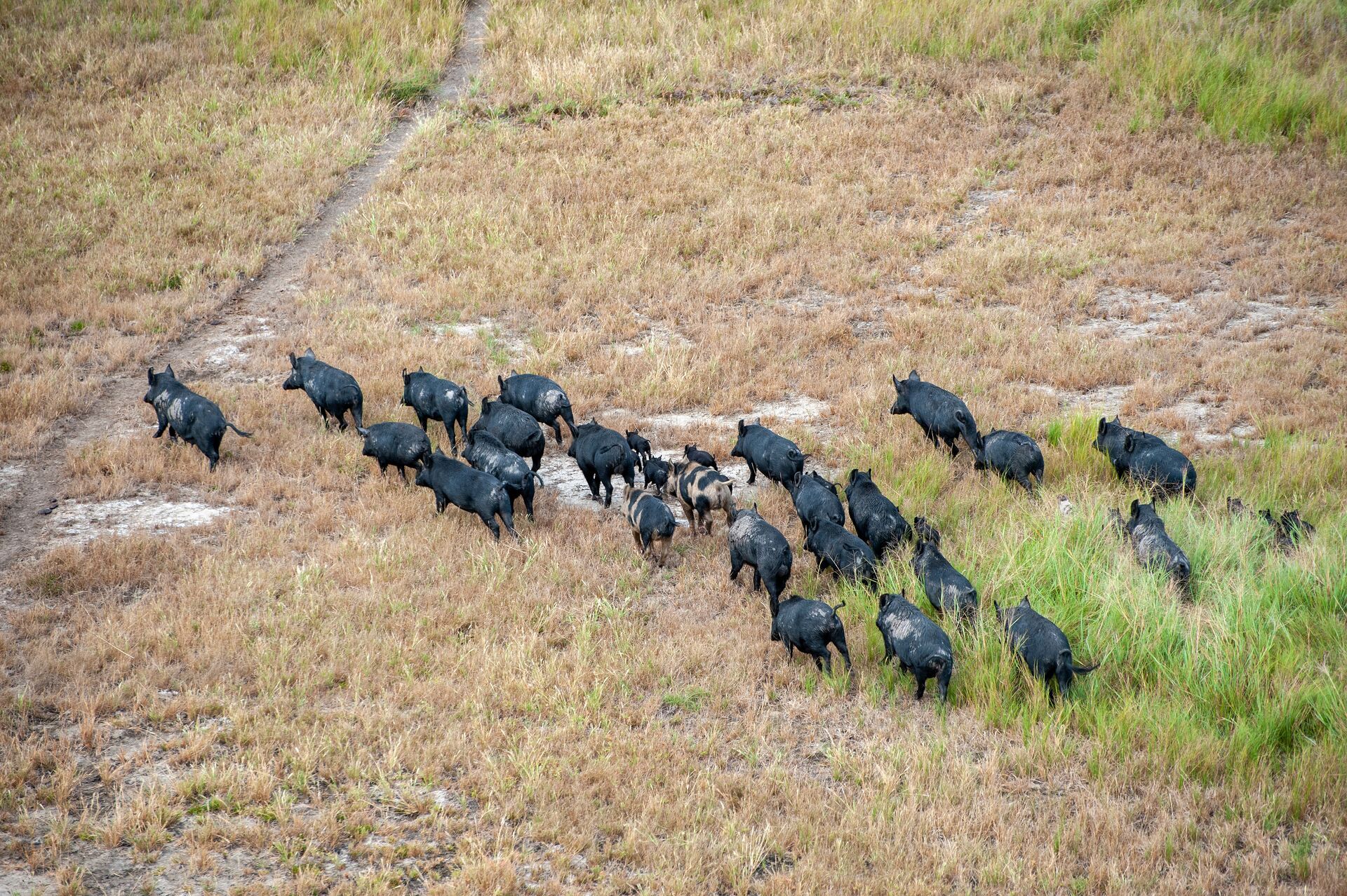 A group of wild pigs crossing a field. 