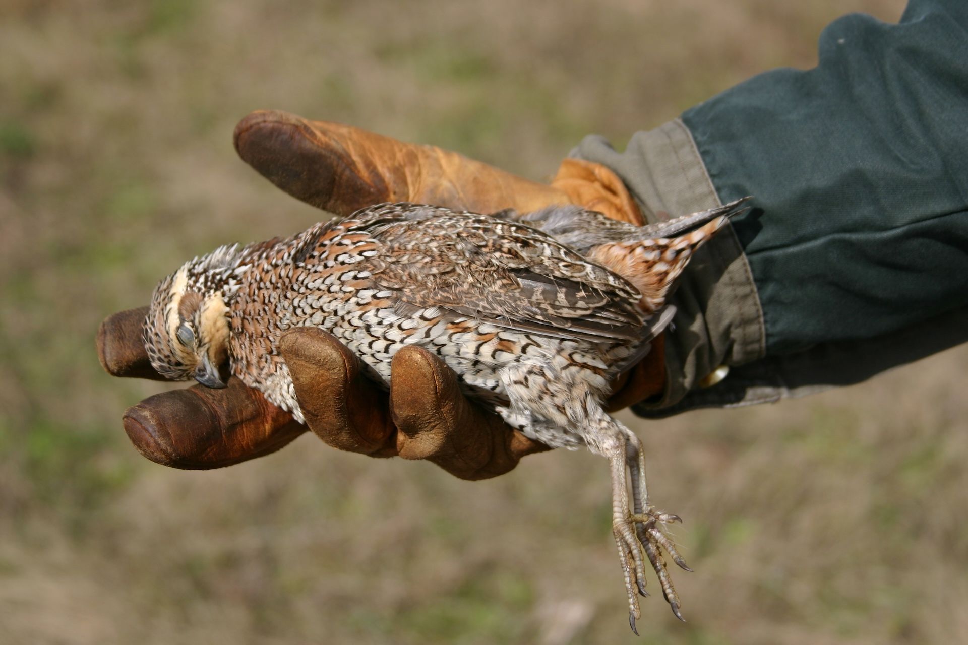 Close-up of hunter holding quail bird after hunt, using quail calls for hunting concept. 